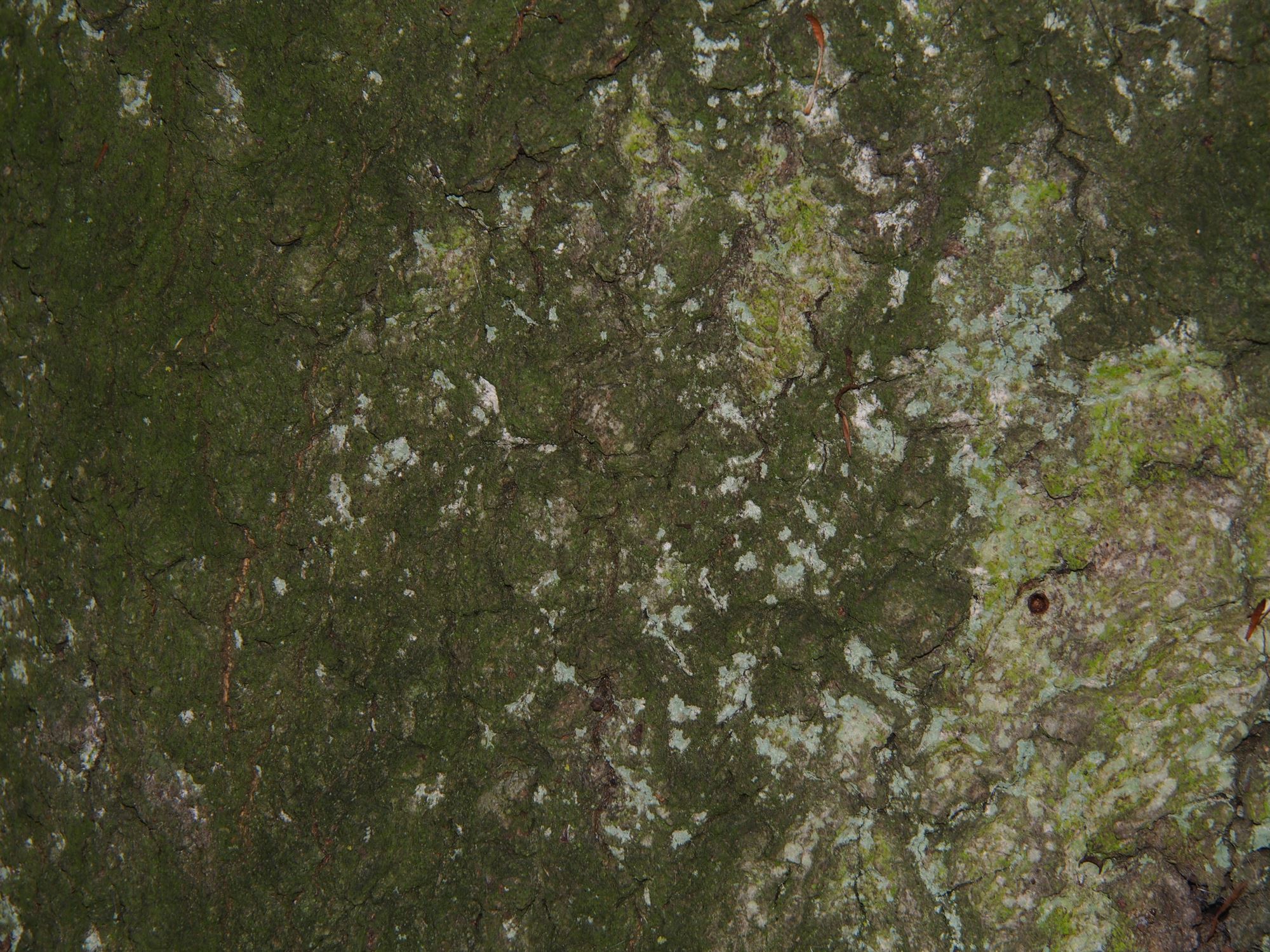 Image of Fagus sylvatica