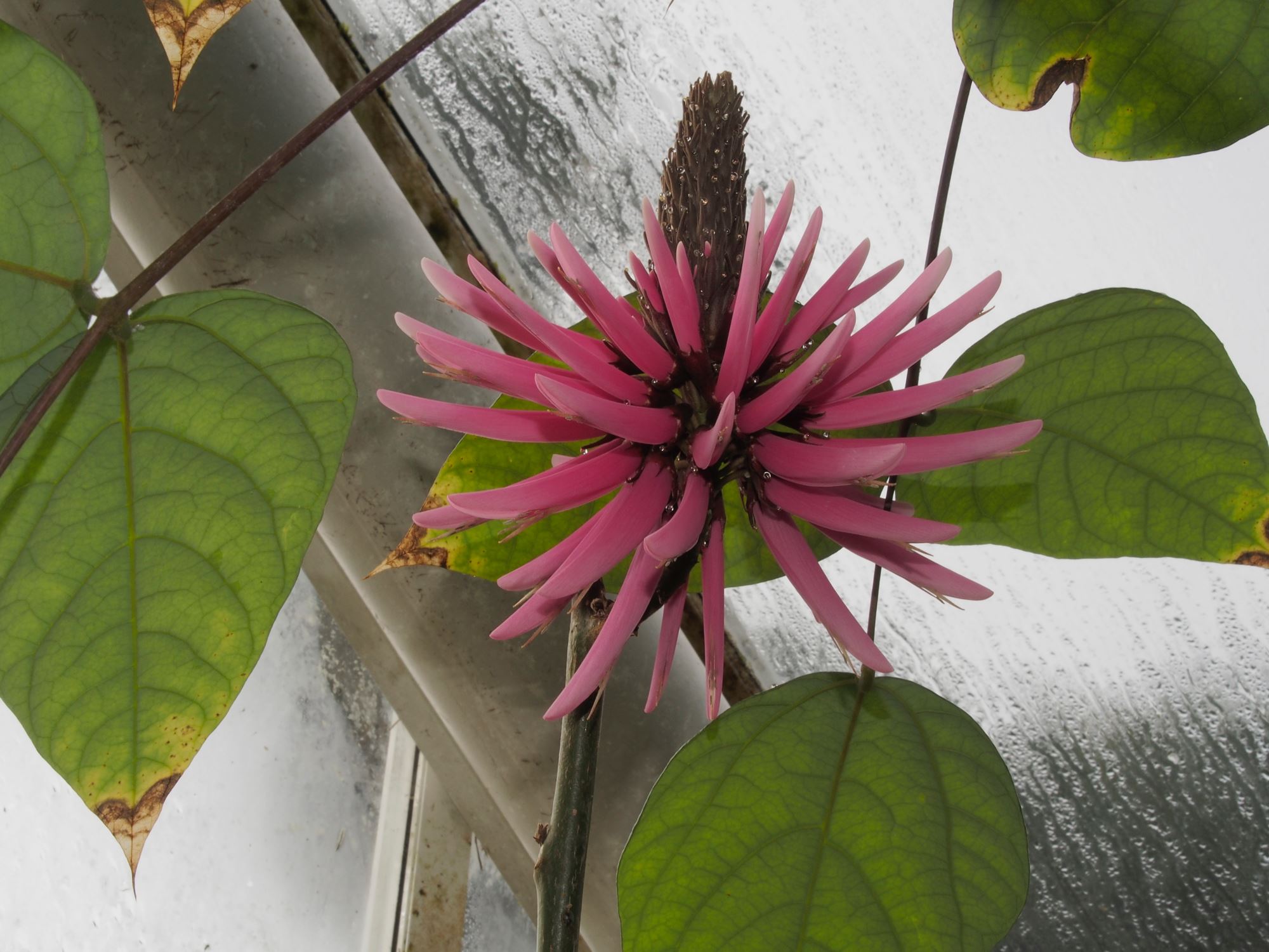 Image of Erythrina americana