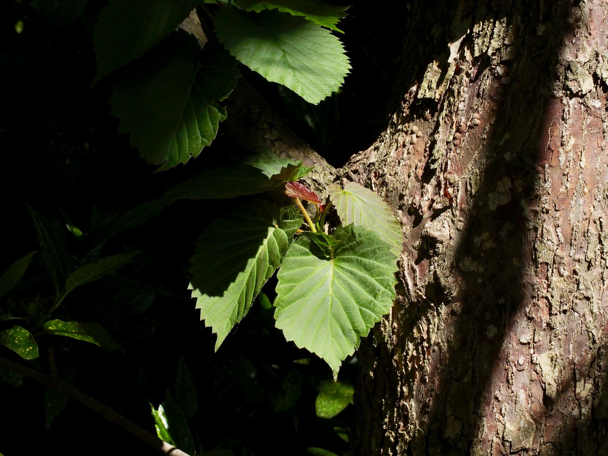 Image of Davidia involucrata