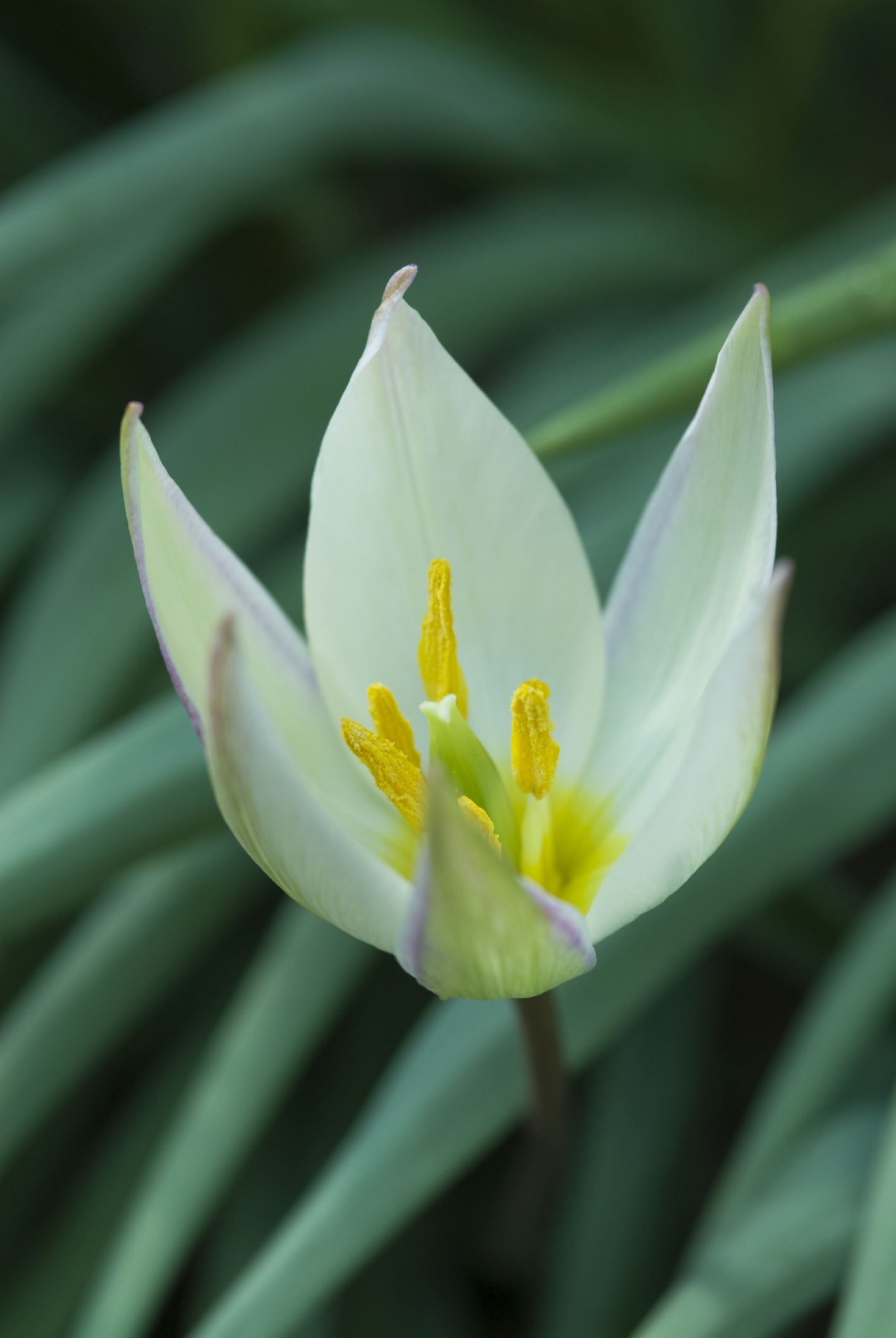 Image of Tulipa primulina