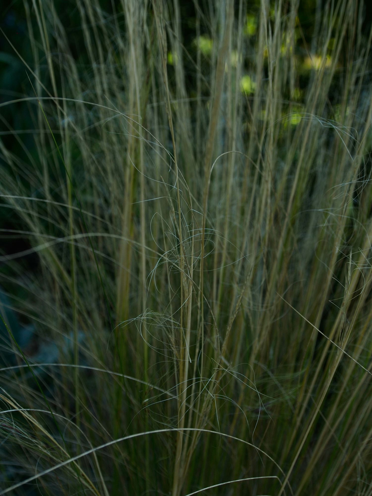Image of Nassella tenuissima