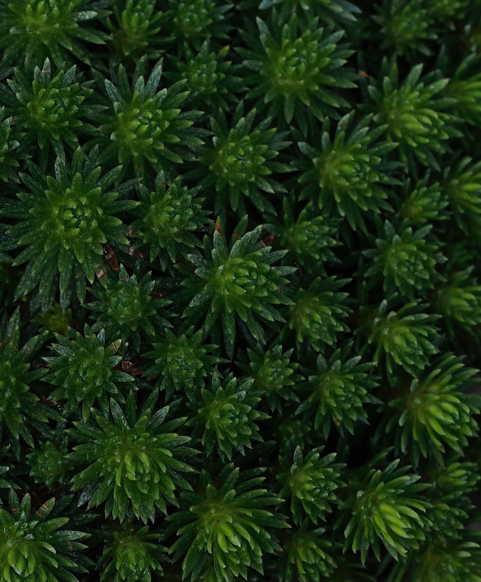 Image of Saxifraga Ã— borisii