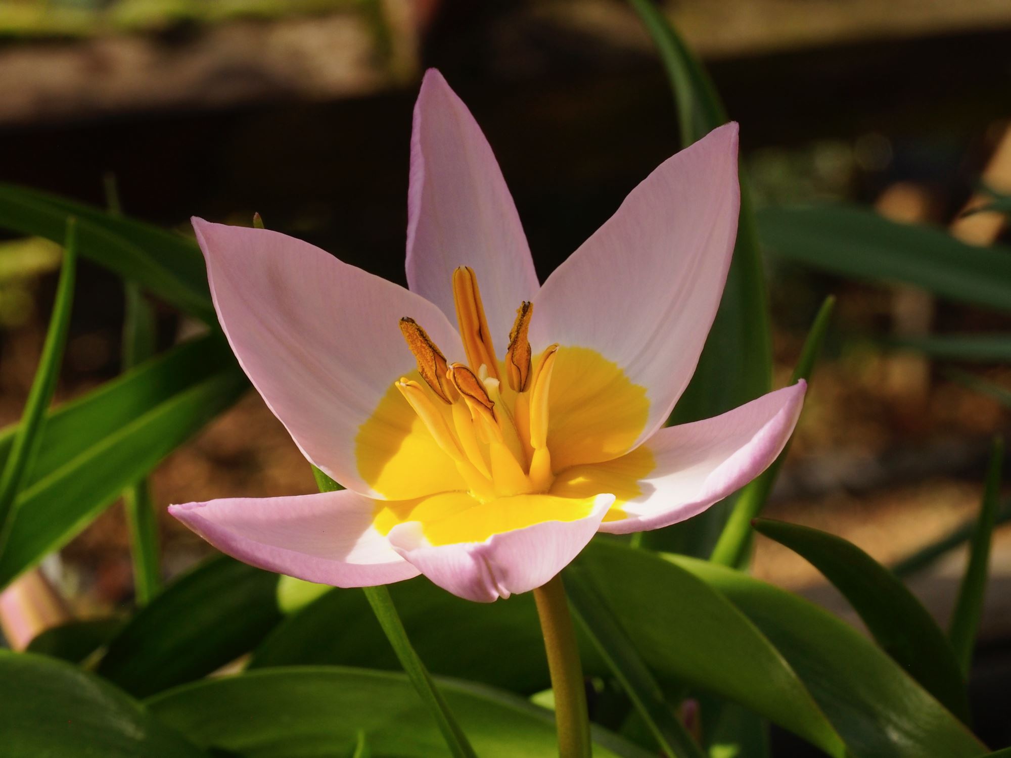 Image of Tulipa saxatalis (Bakeri Group) 'Lilac Wonder'