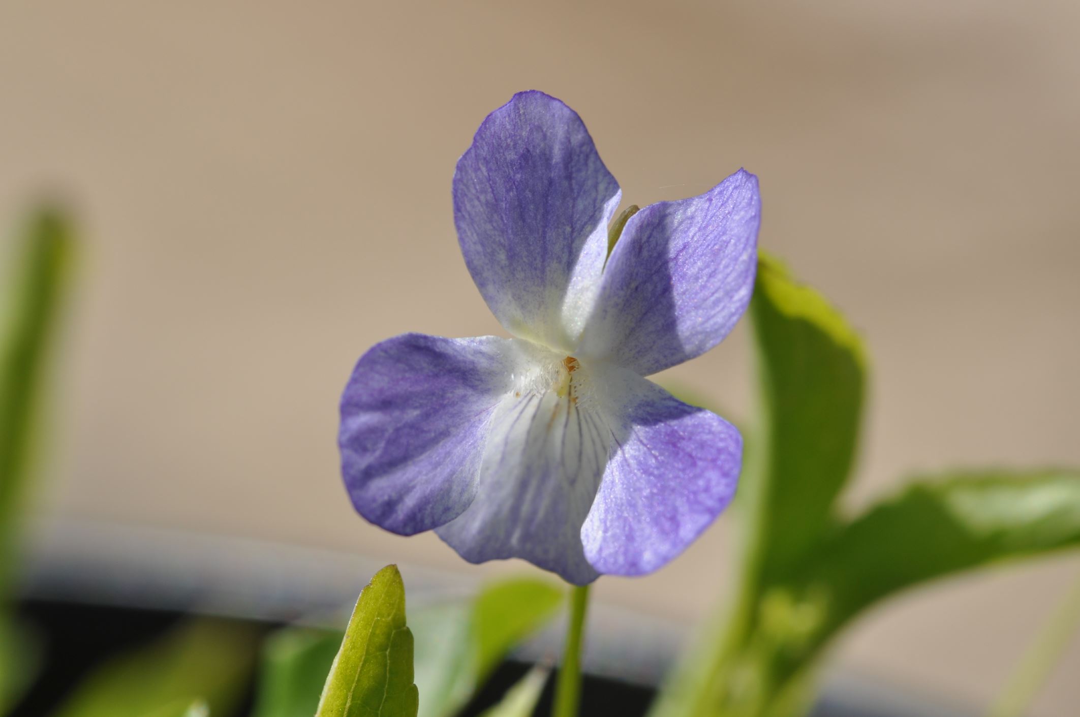 Image of Viola elatior
