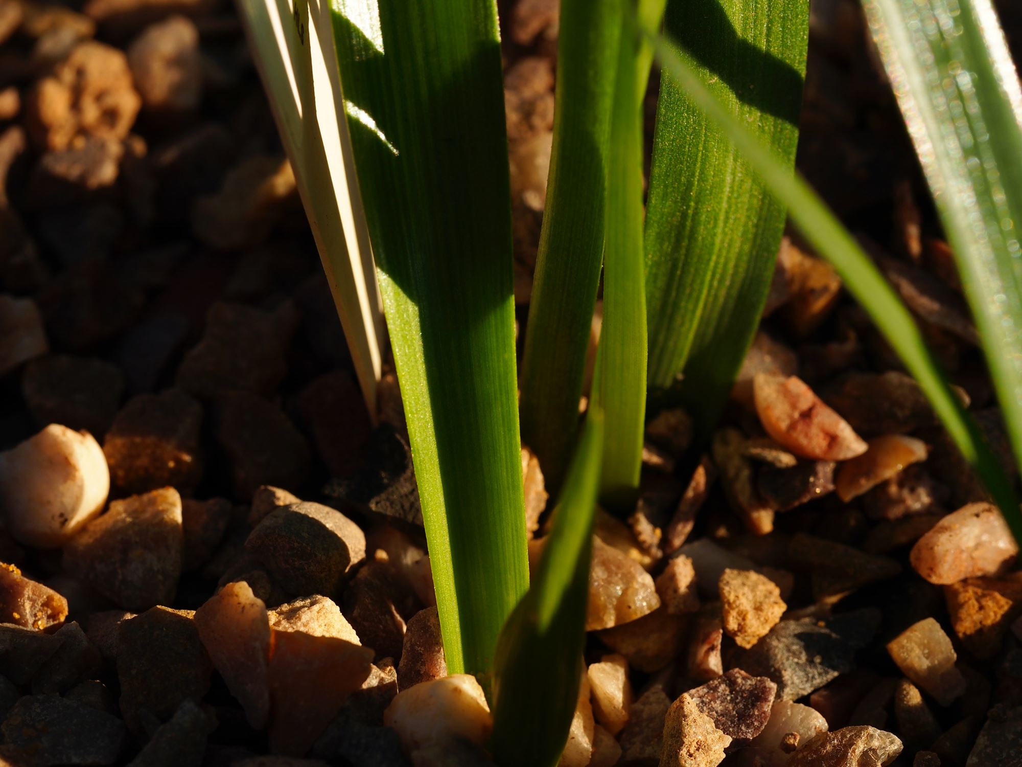 Image of Solaria atropurpurea