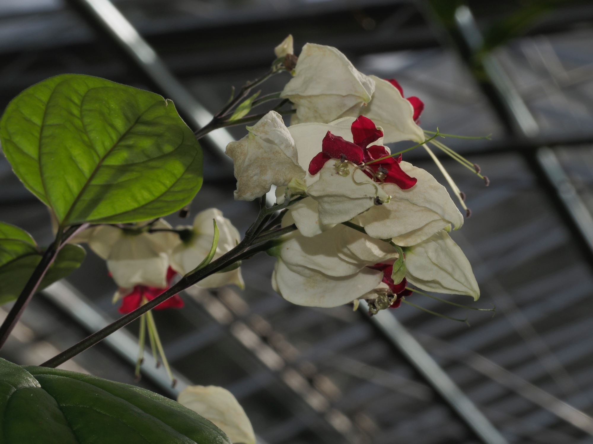 Image of Clerodendrum thomsoniae