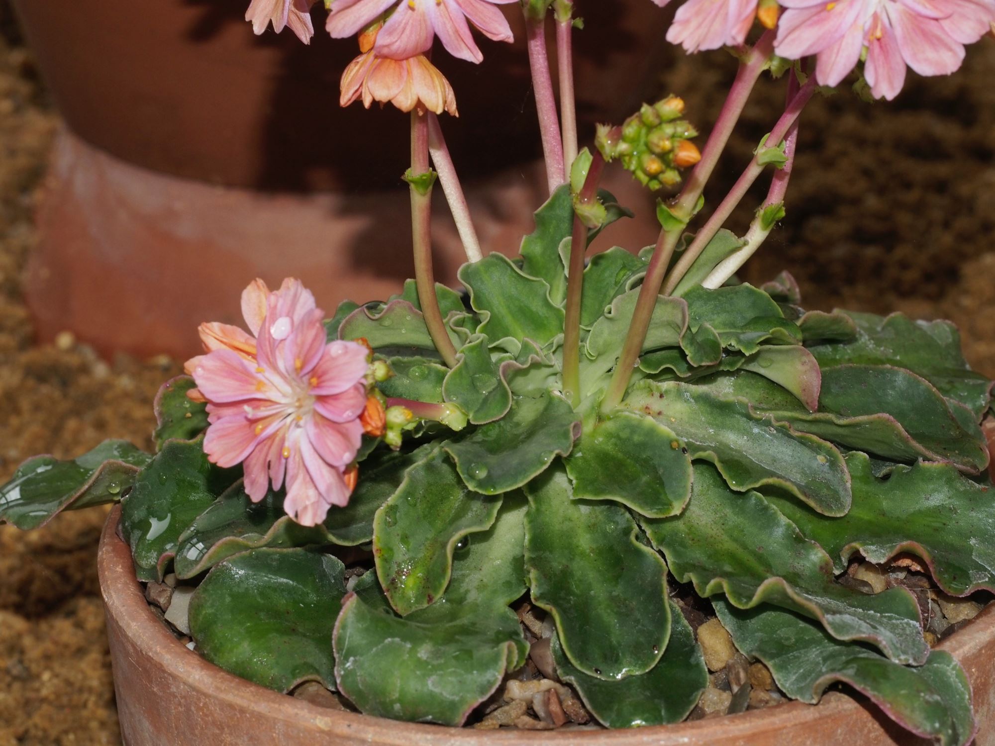 Image of Lewisia cotyledon