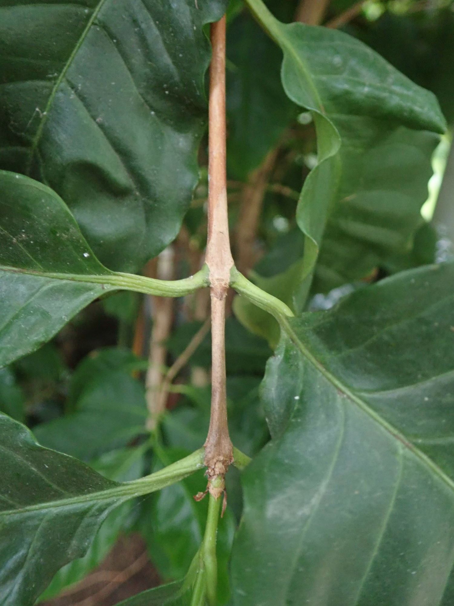 Image of Coffea arabica 'Catimor'