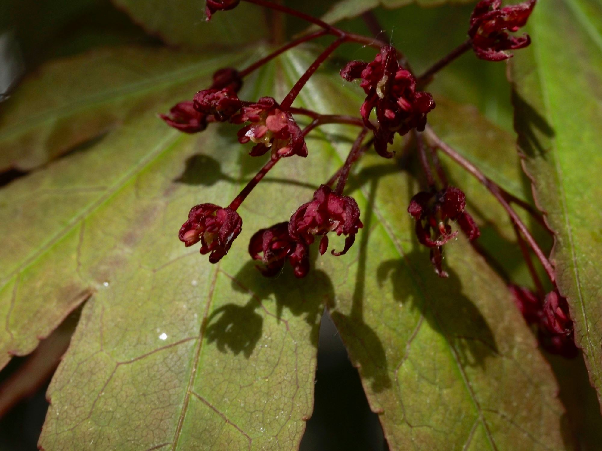 Image of Acer palmatum 'Osakazuki'