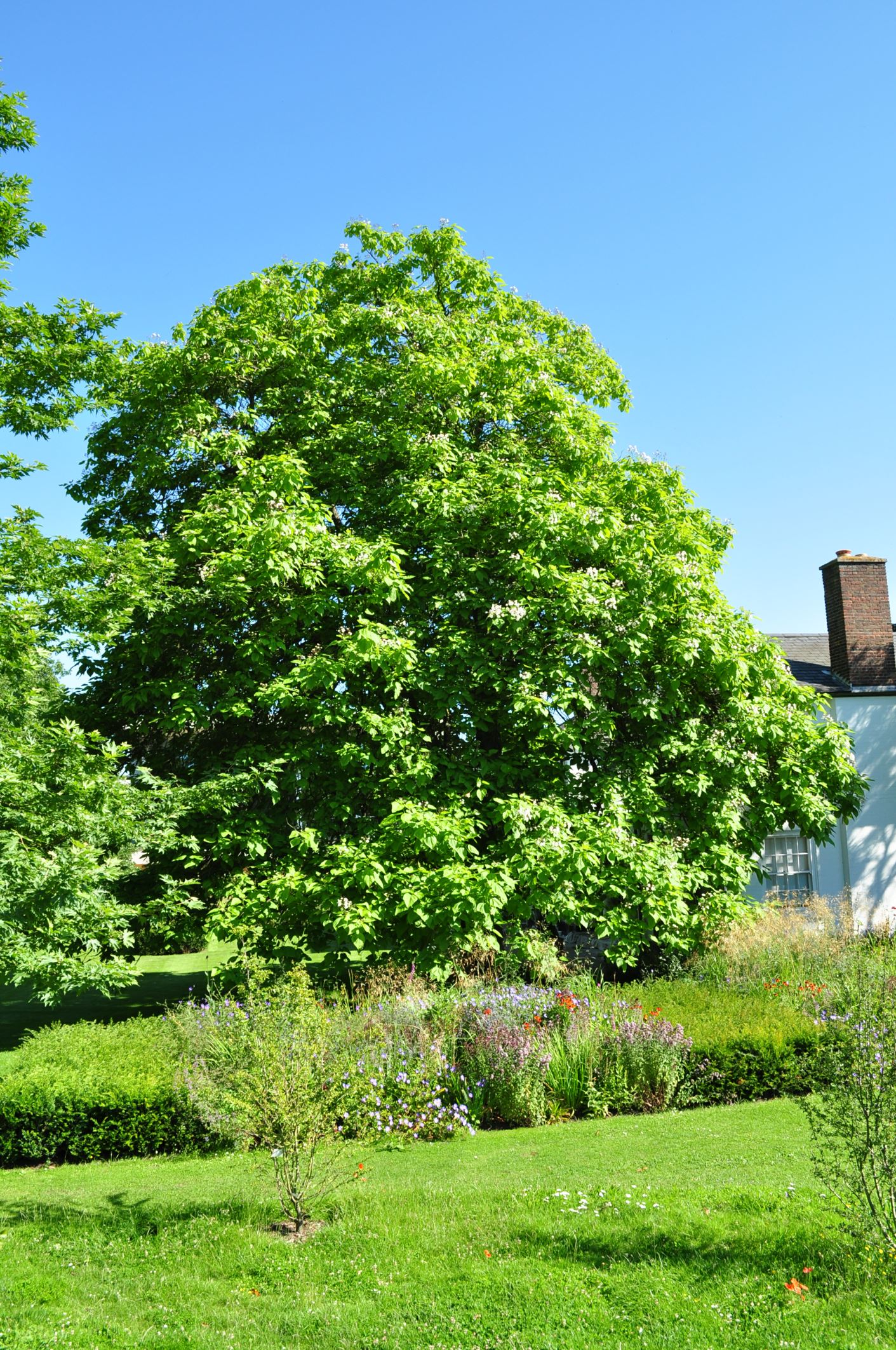 Image of Catalpa speciosa