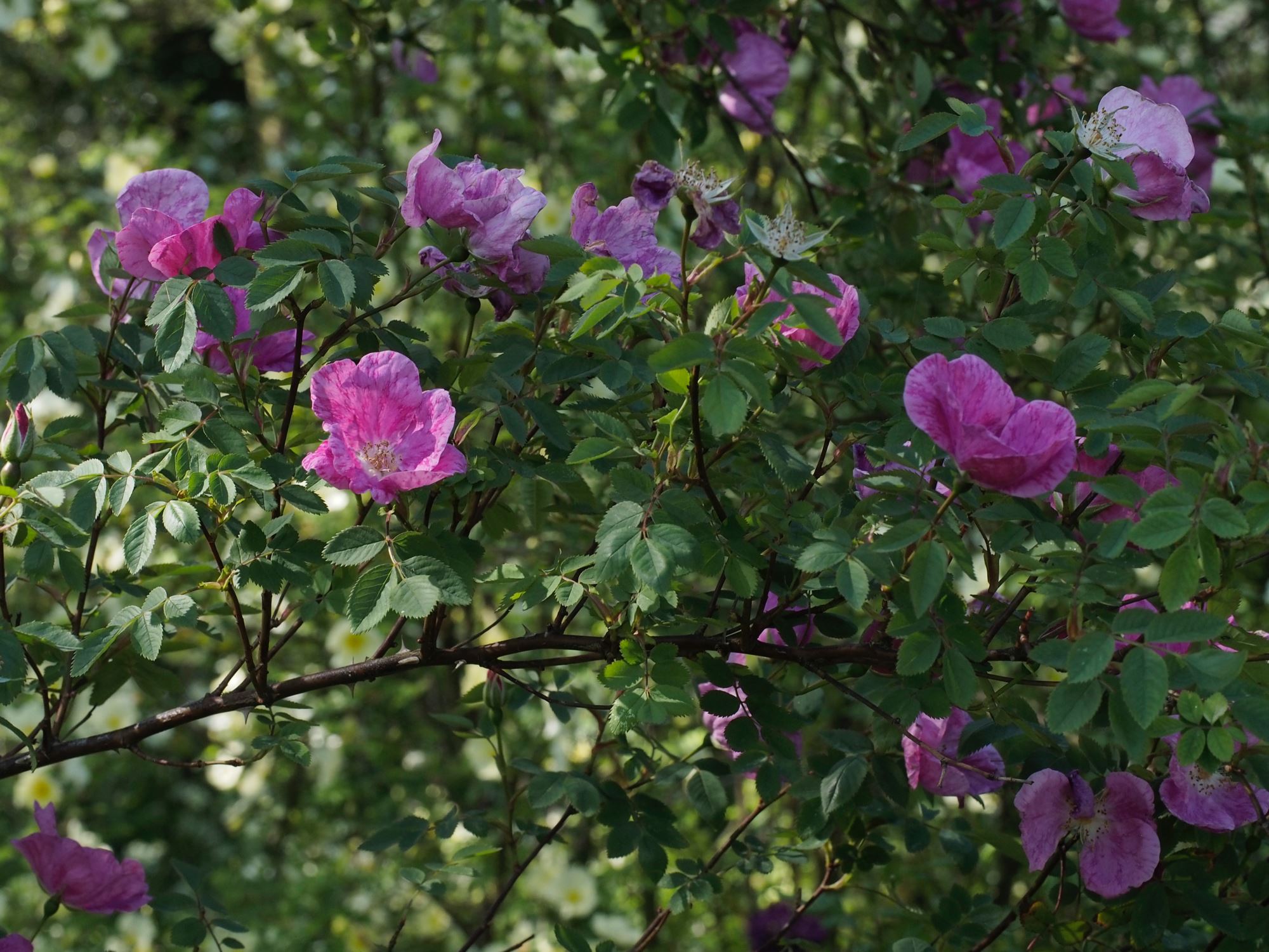 Image of Rosa 'Cantab'