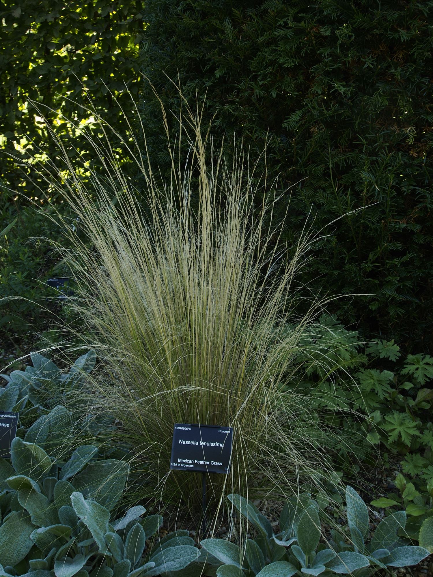 Image of Nassella tenuissima