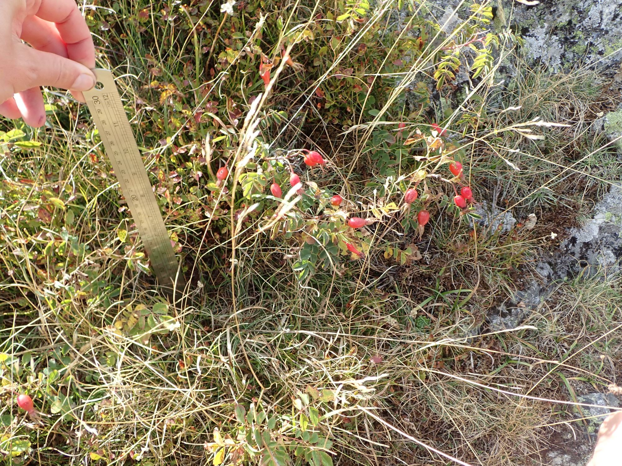 Image of Rosa pendulina
