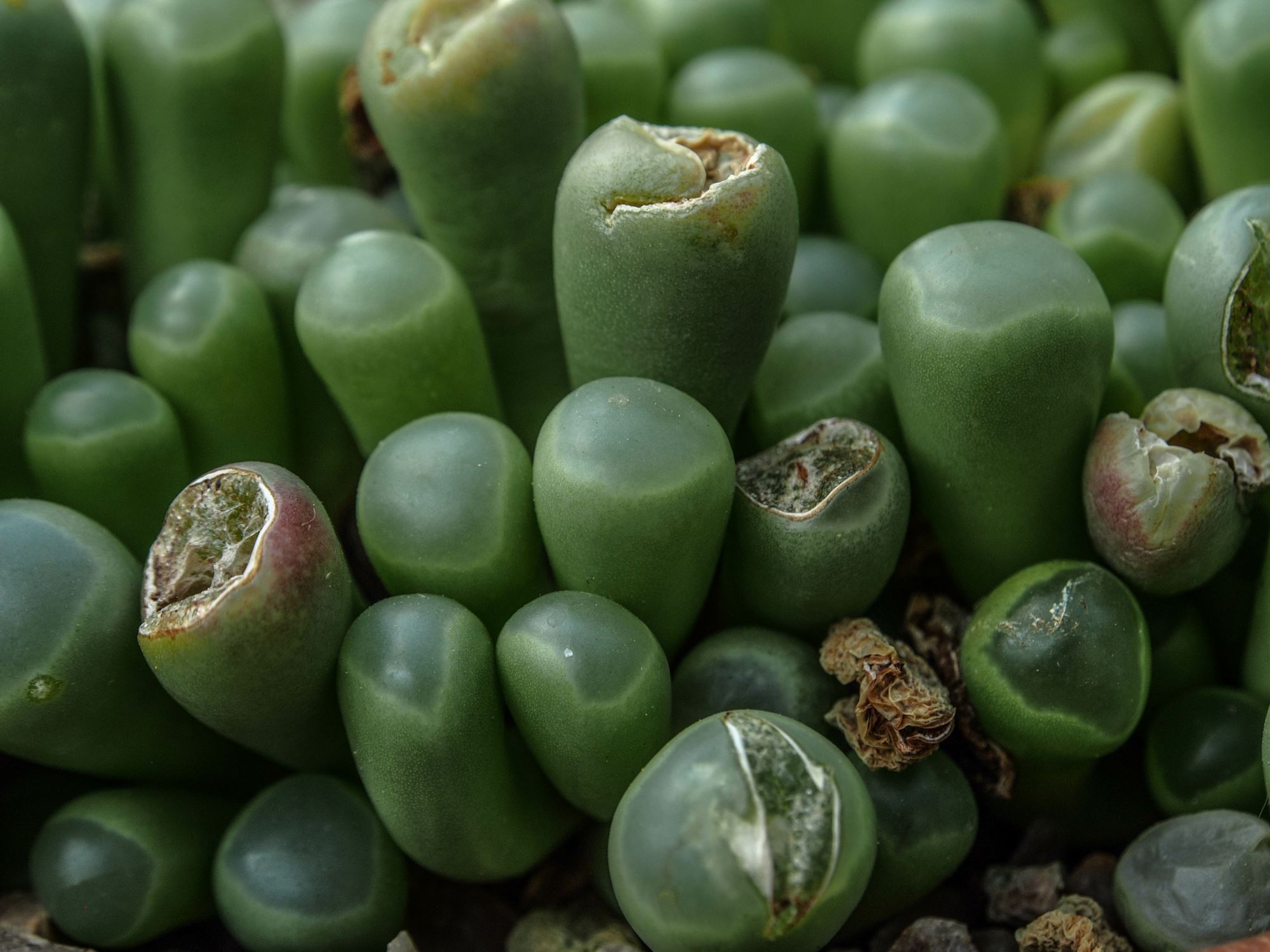 Image of Fenestraria rhopalophylla subsp. aurantiaca
