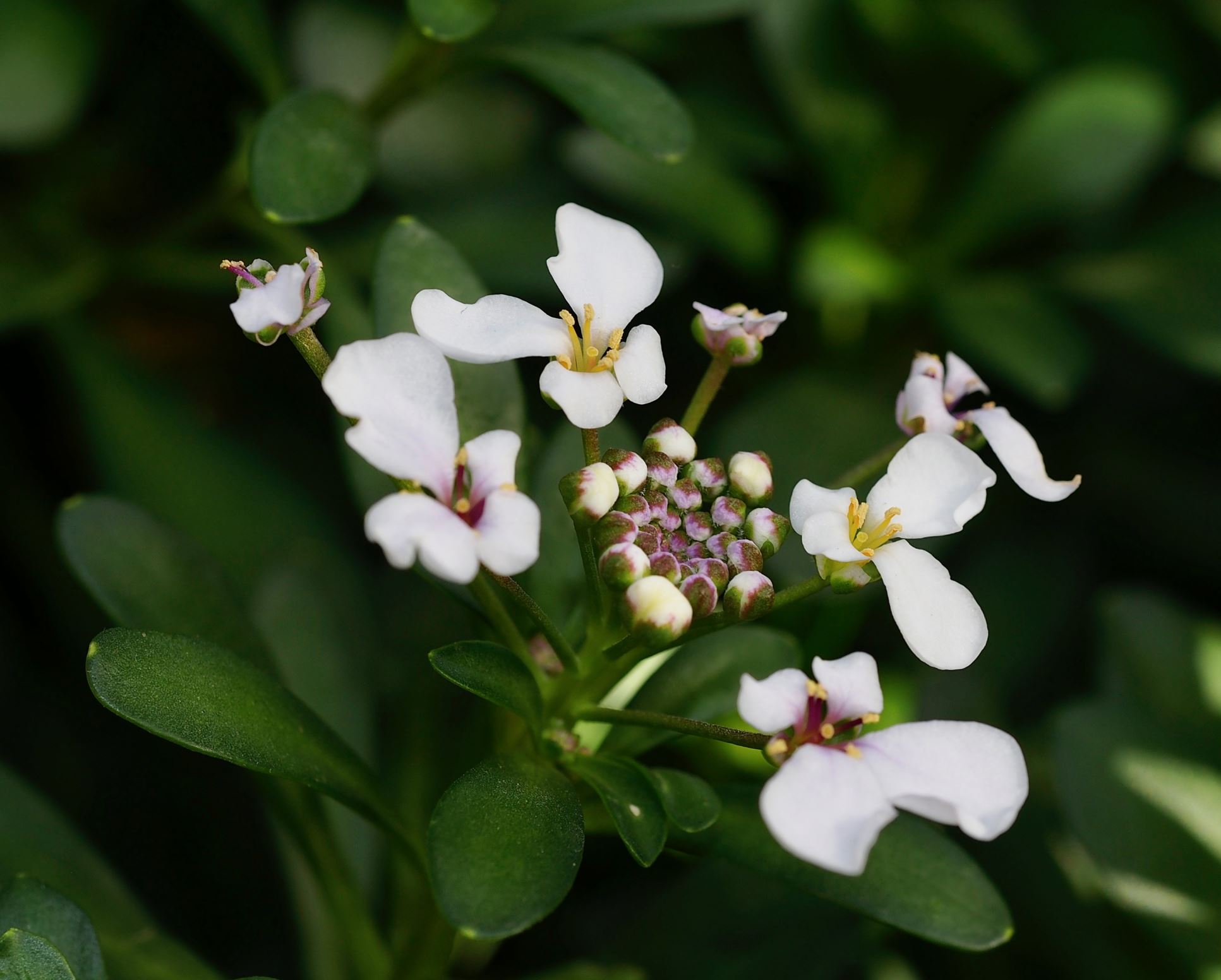 Image of Iberis semperflorens