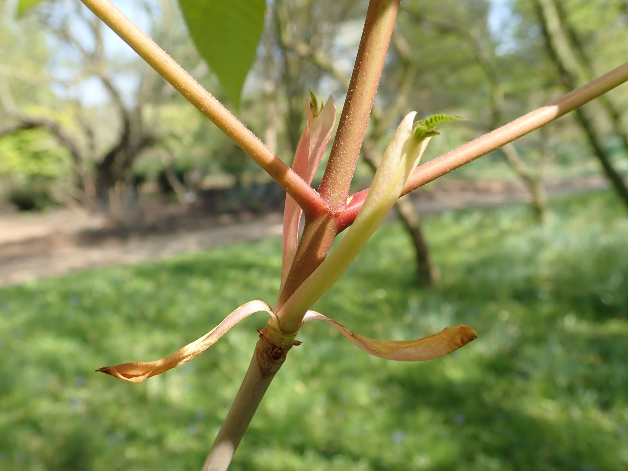 Image of Aesculus pavia