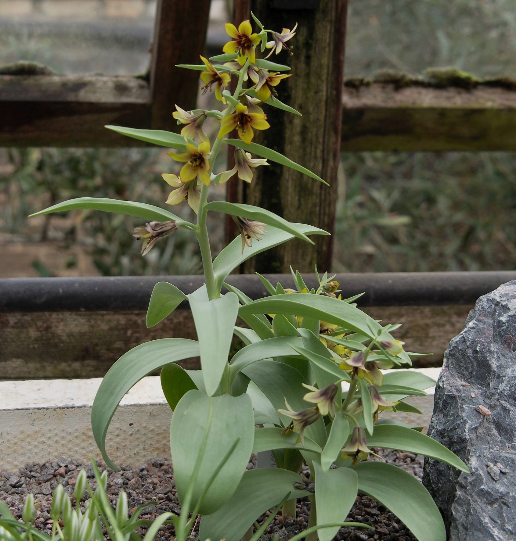 Image of Fritillaria sewerzowii