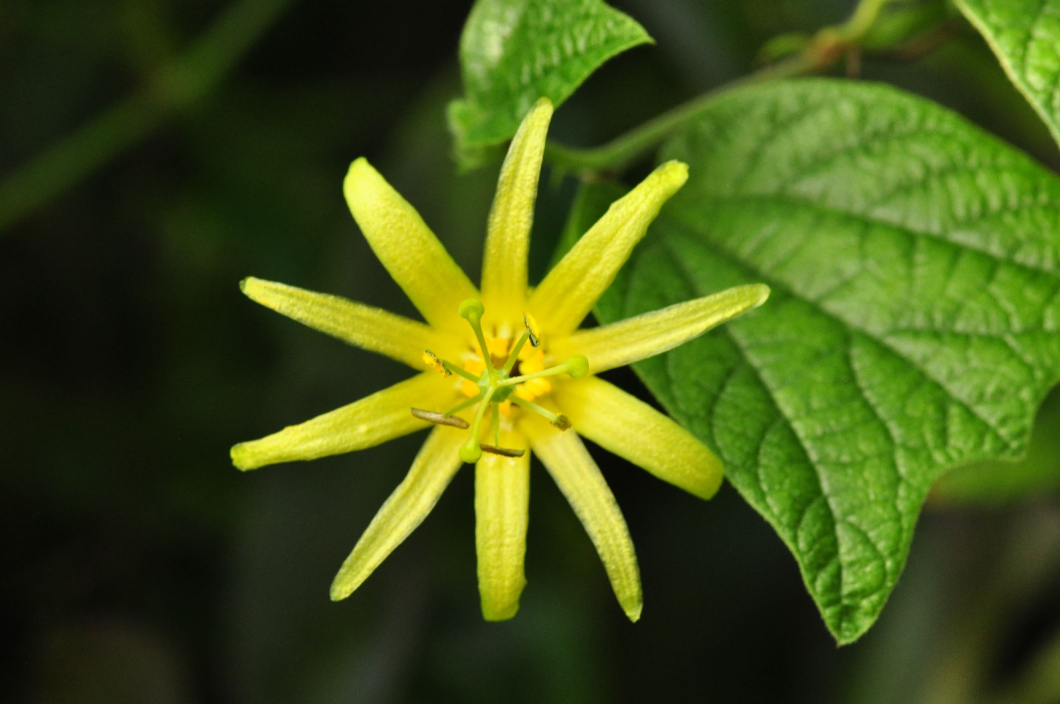 Image of Passiflora citrina