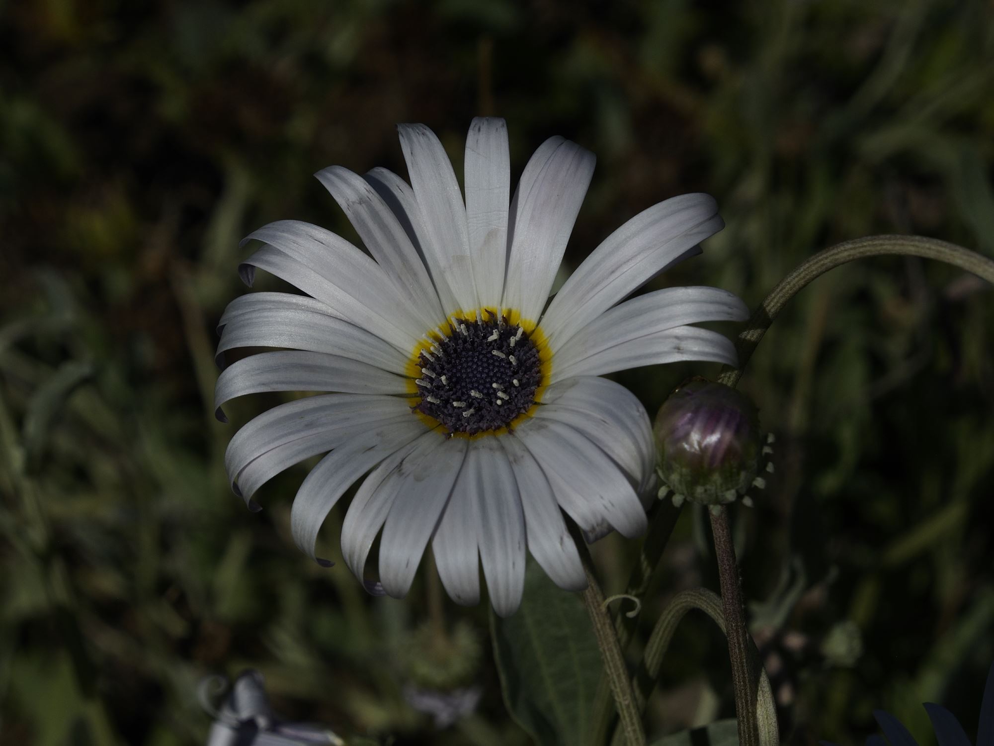 Image of Arctotis stoechadifolia