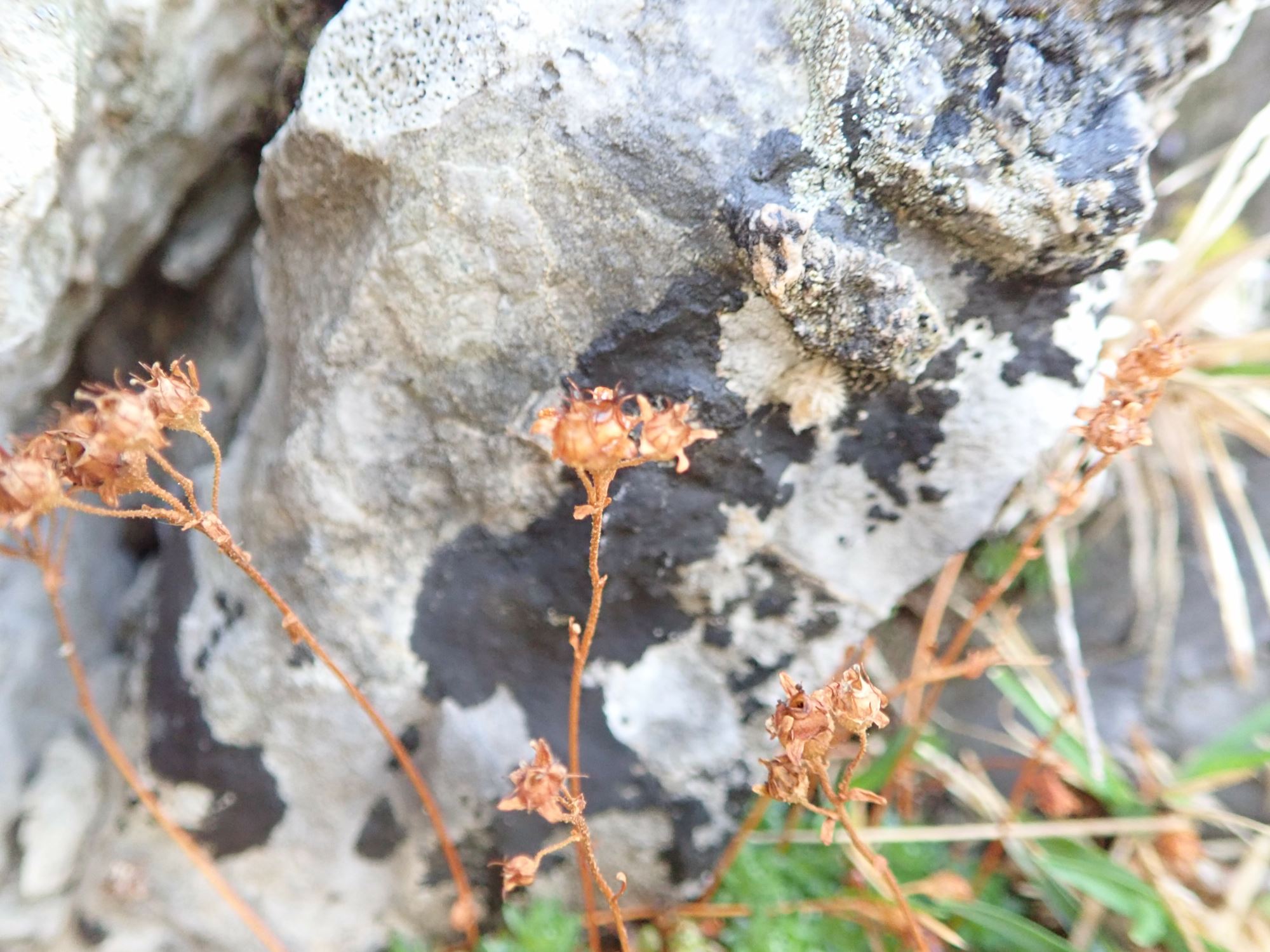 Image of Saxifraga exarata subsp. moschata