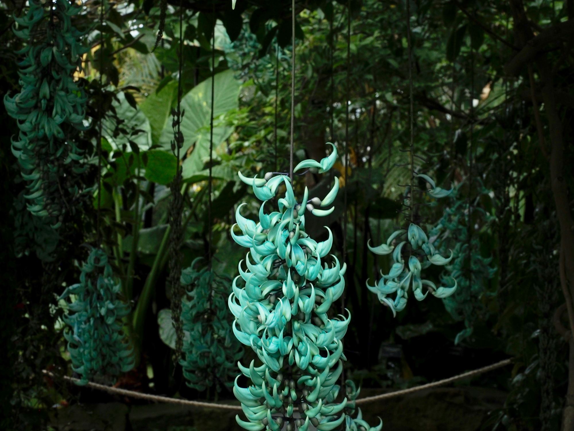 Image of Strongylodon macrobotrys