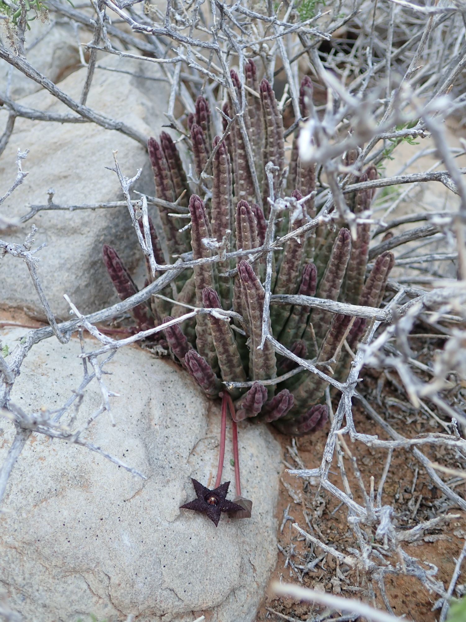 Image of Stapelia similis