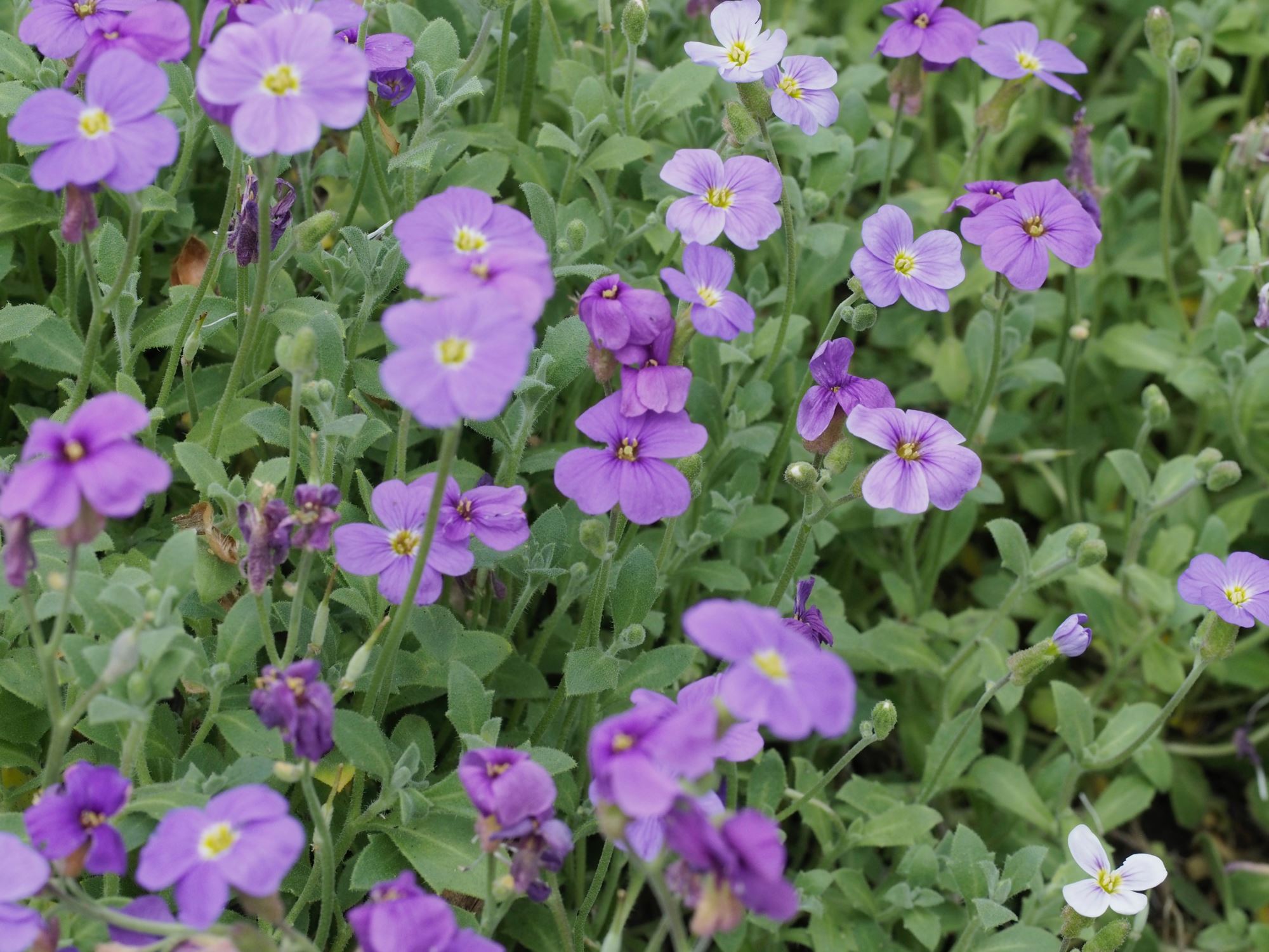 Image of Aubrieta deltoidea