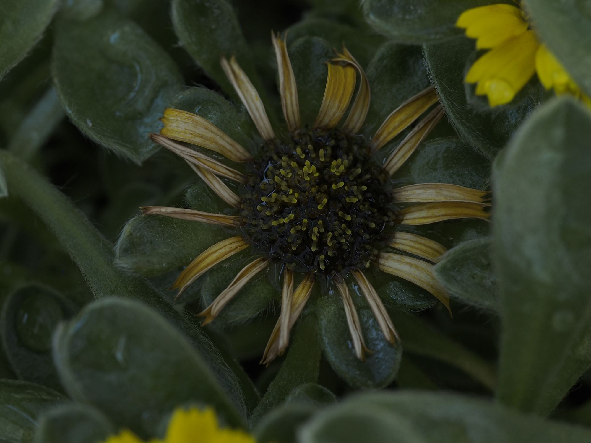 Image of Pallenis maritima 'Tunisian Carpet'