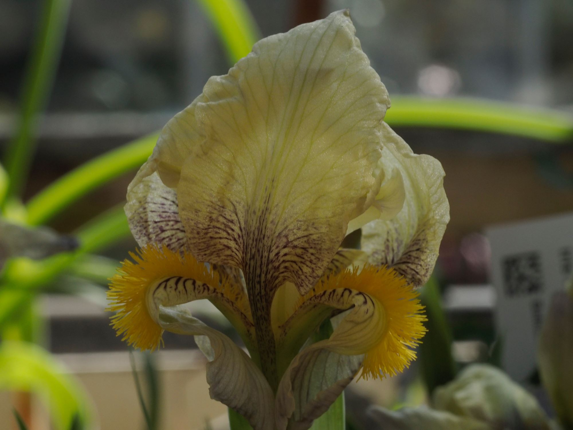 Image of Iris reichenbachii