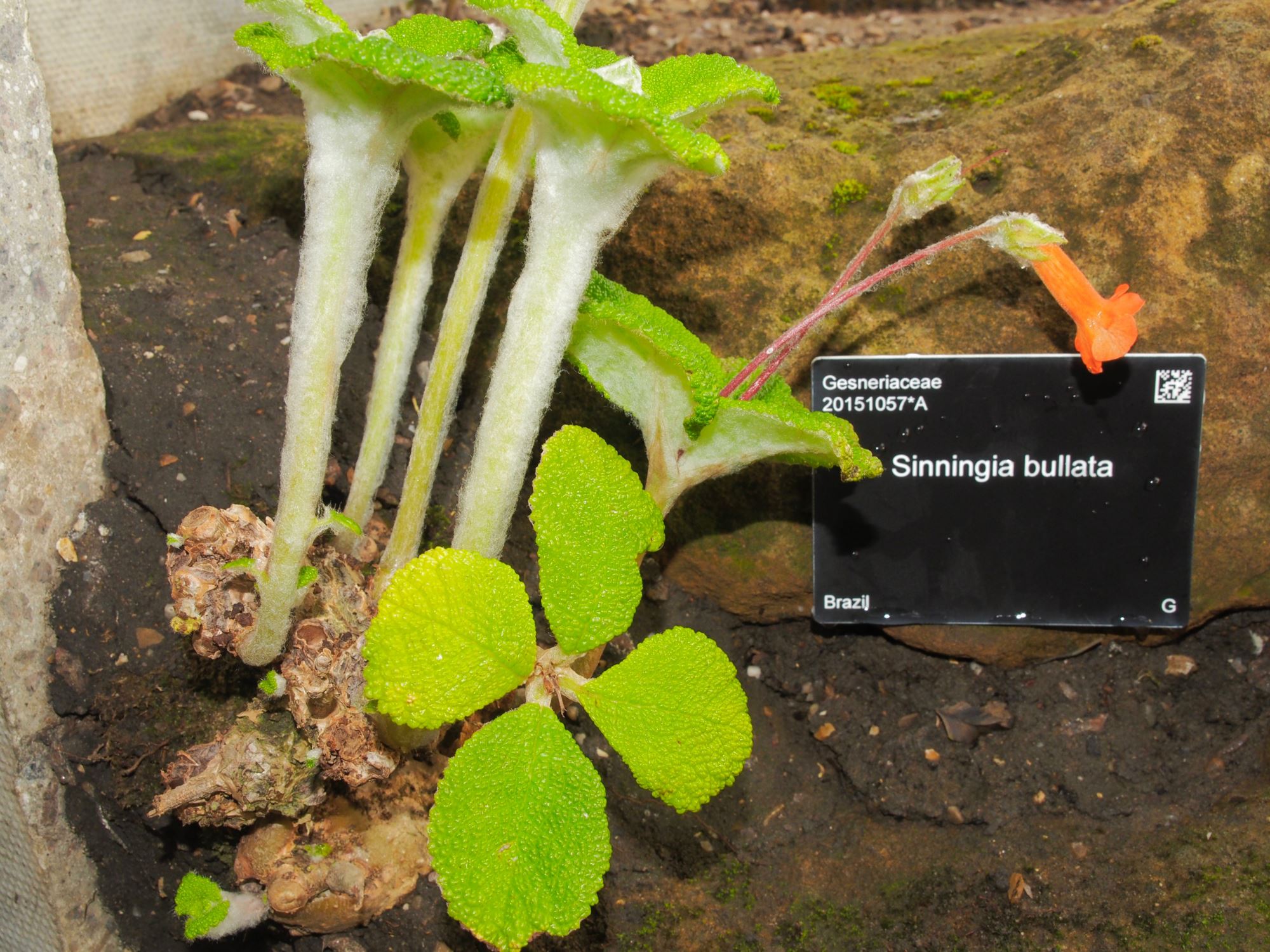 Image of Sinningia bullata