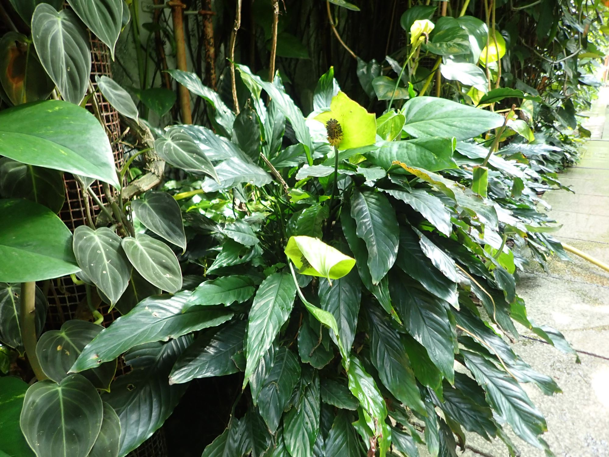 Image of Spathiphyllum wallisii