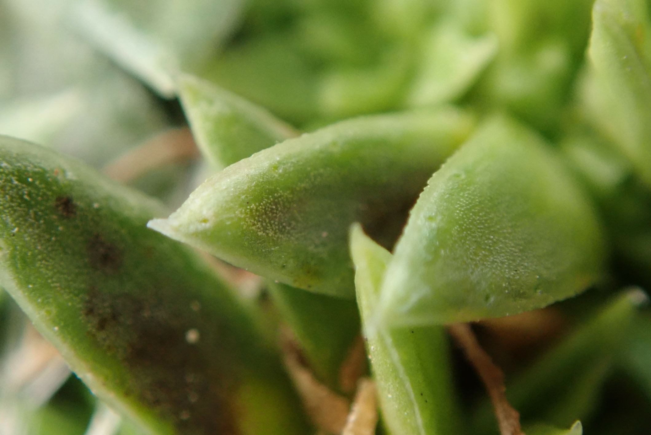 Image of Saxifraga scardica