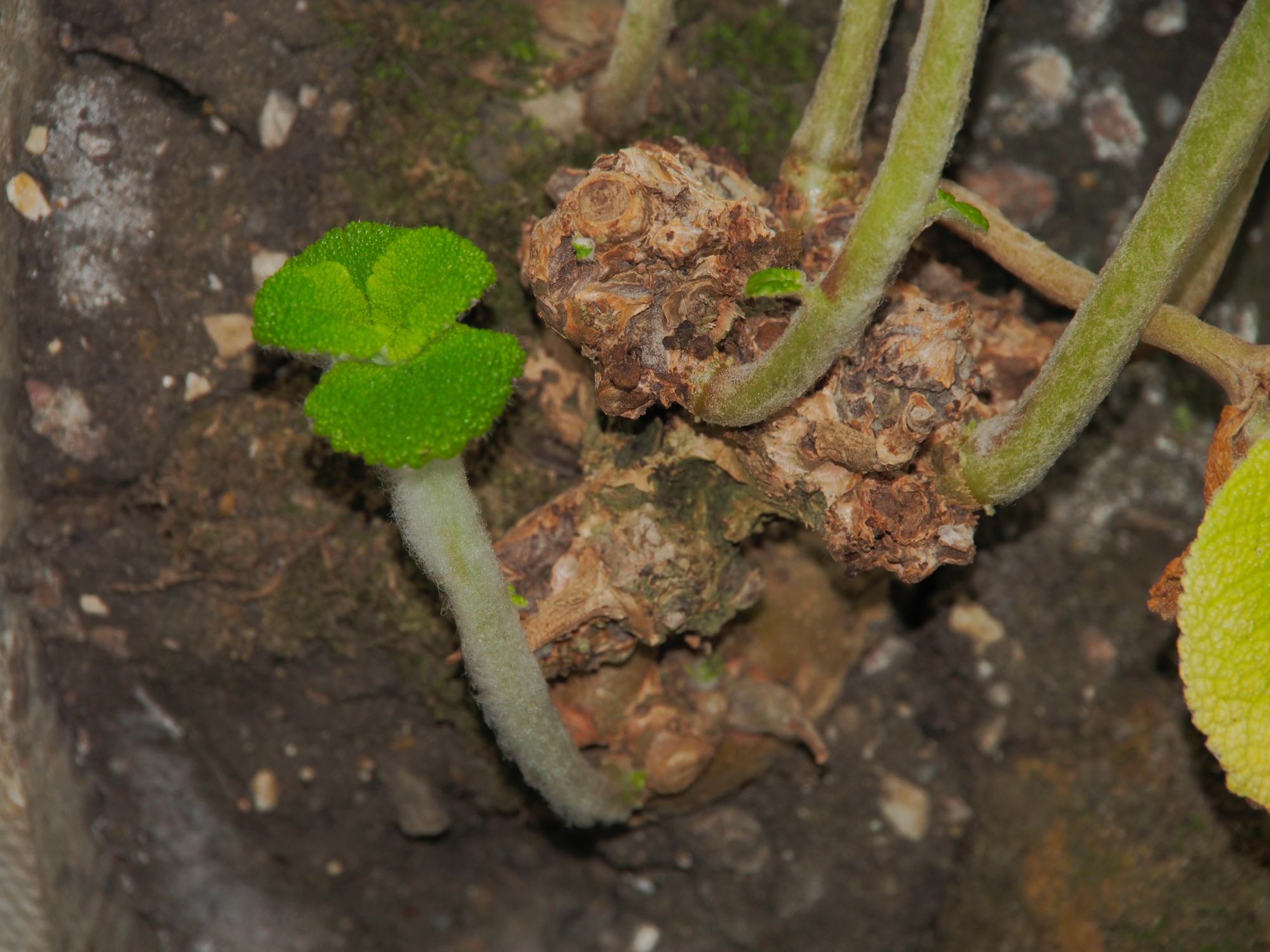 Image of Sinningia bullata