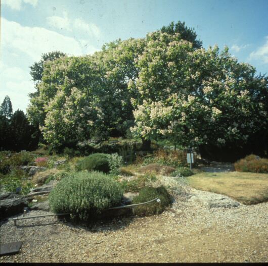 Image of Catalpa Ã— erubescens 'Purpurea'