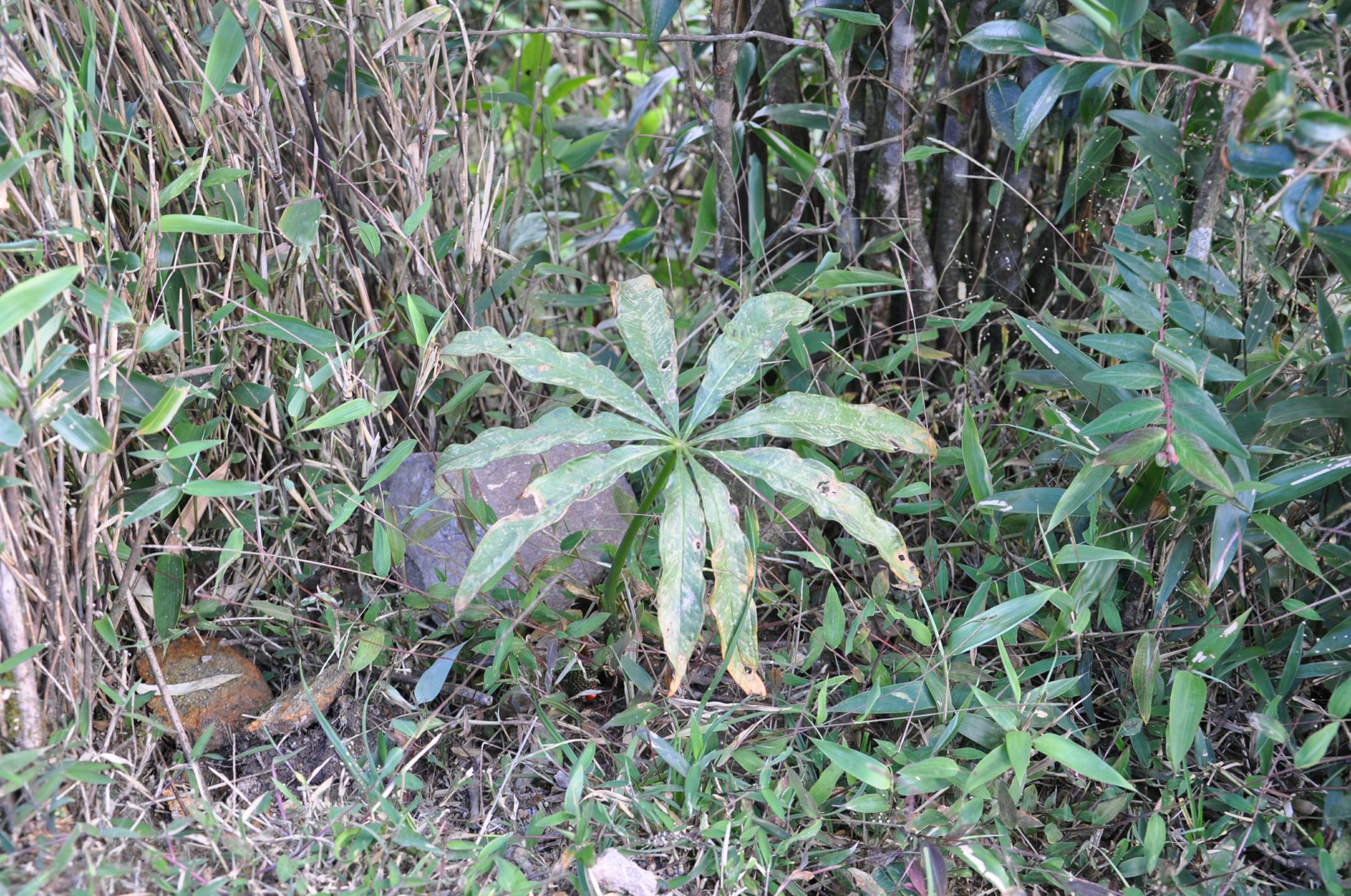 Image of Arisaema sp.