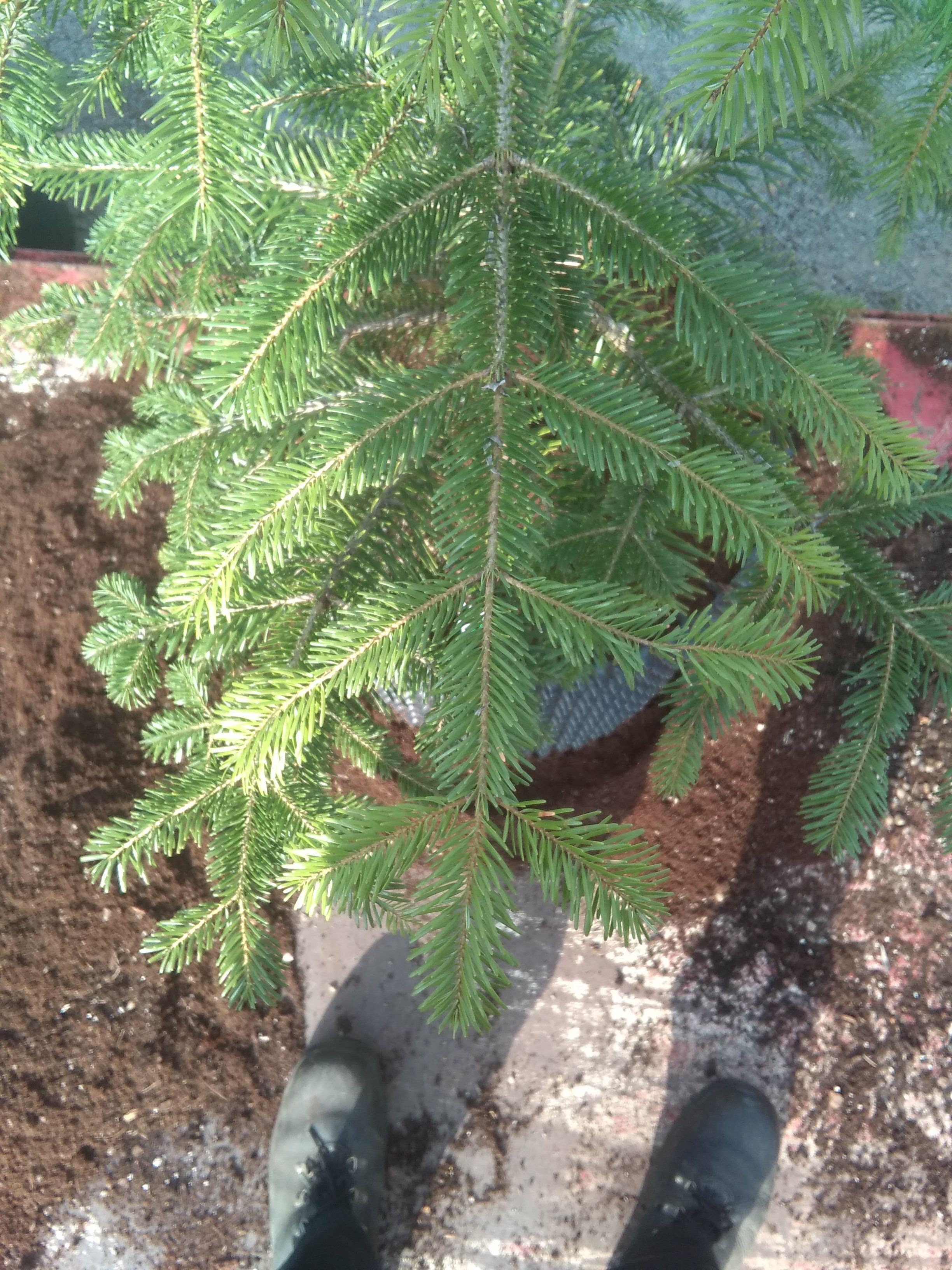 Image of Abies sp.