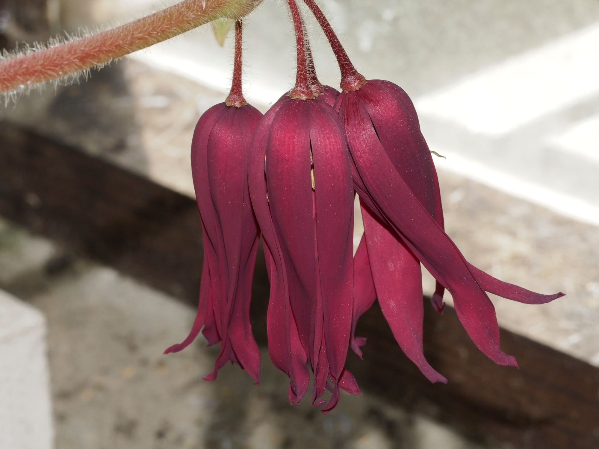 Image of Podophyllum 'Spotty Dotty'