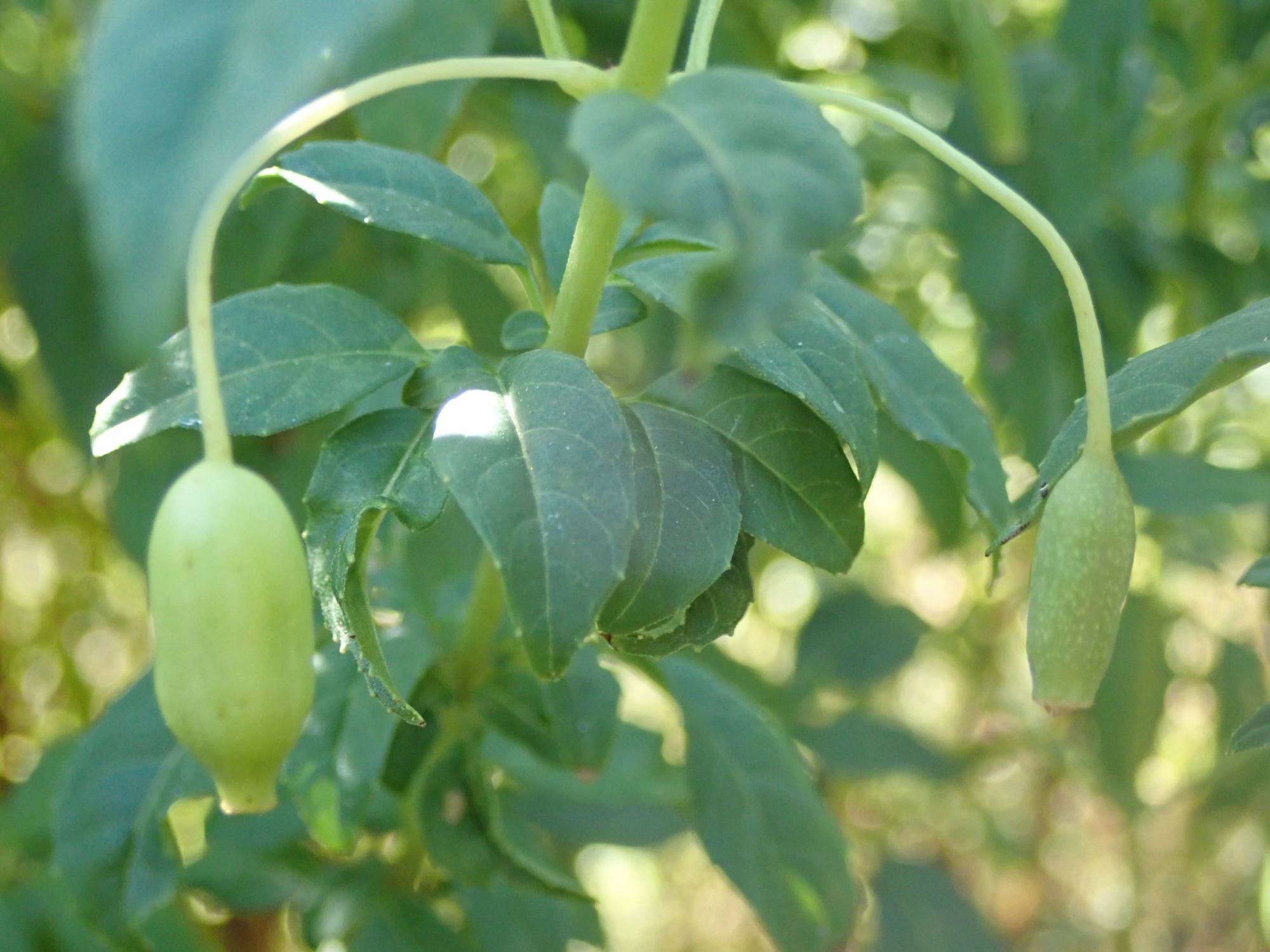 Image of Fuchsia magellanica var. molinae