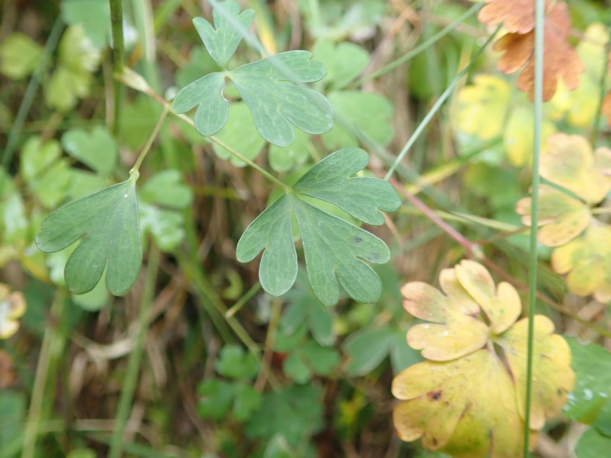 Image of Aquilegia pyrenaica