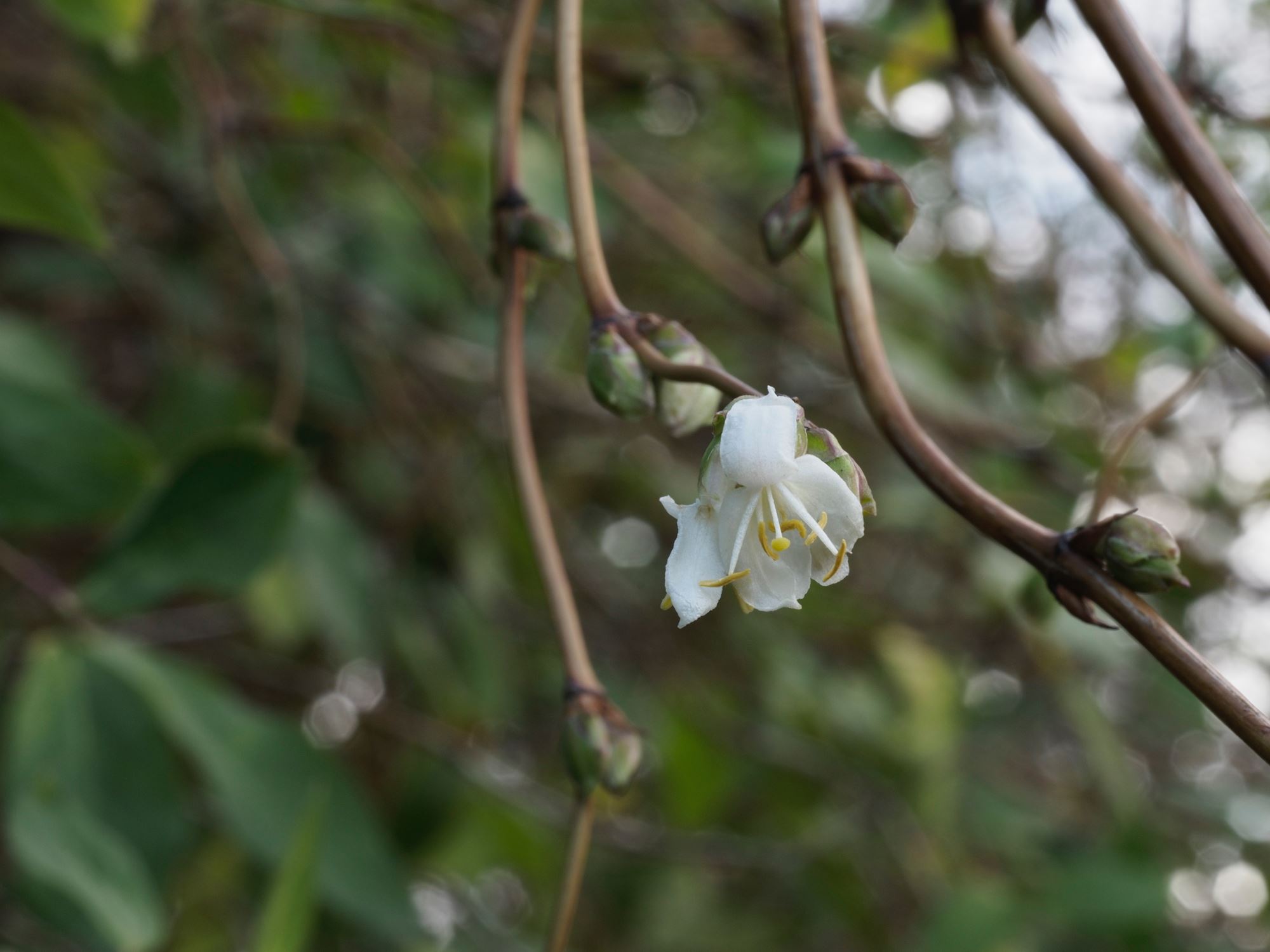 Image of Lonicera Ã— purpusii