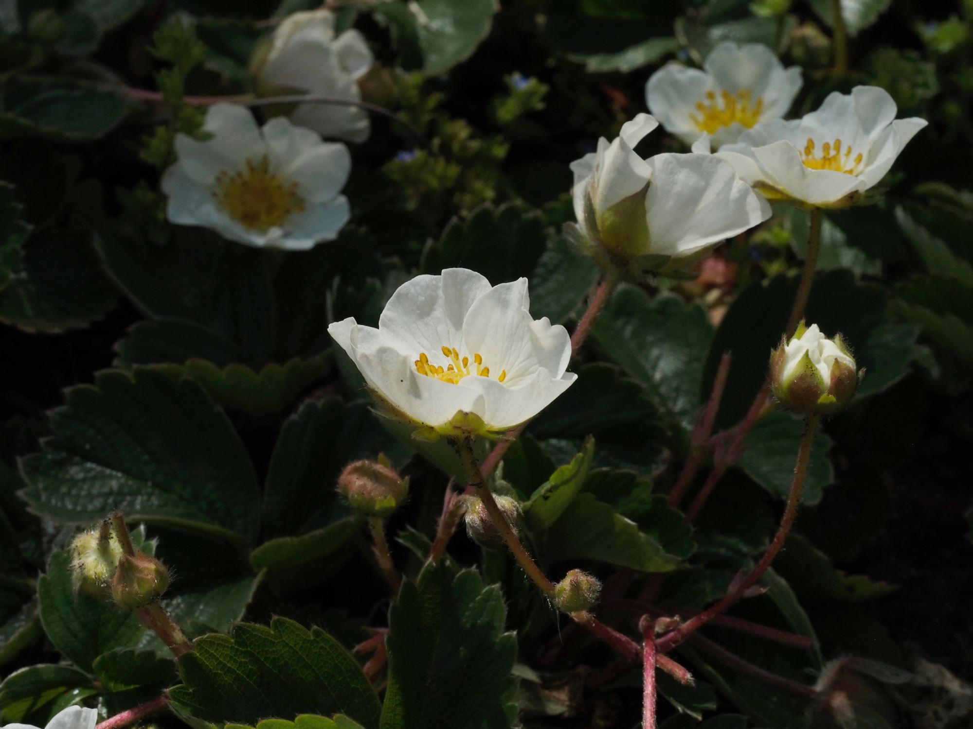 Image of Fragaria Ã— ananassa