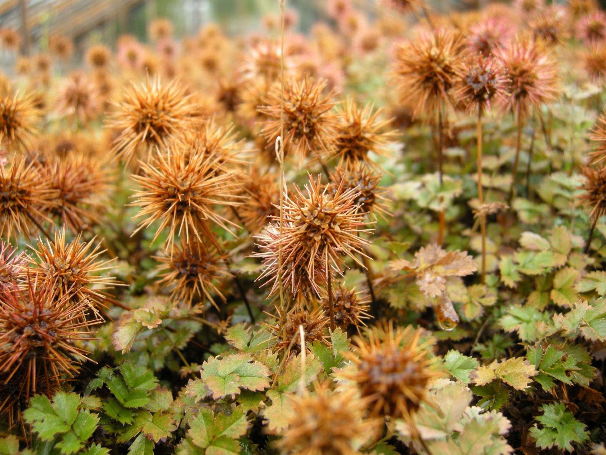 Image of Acaena inermis