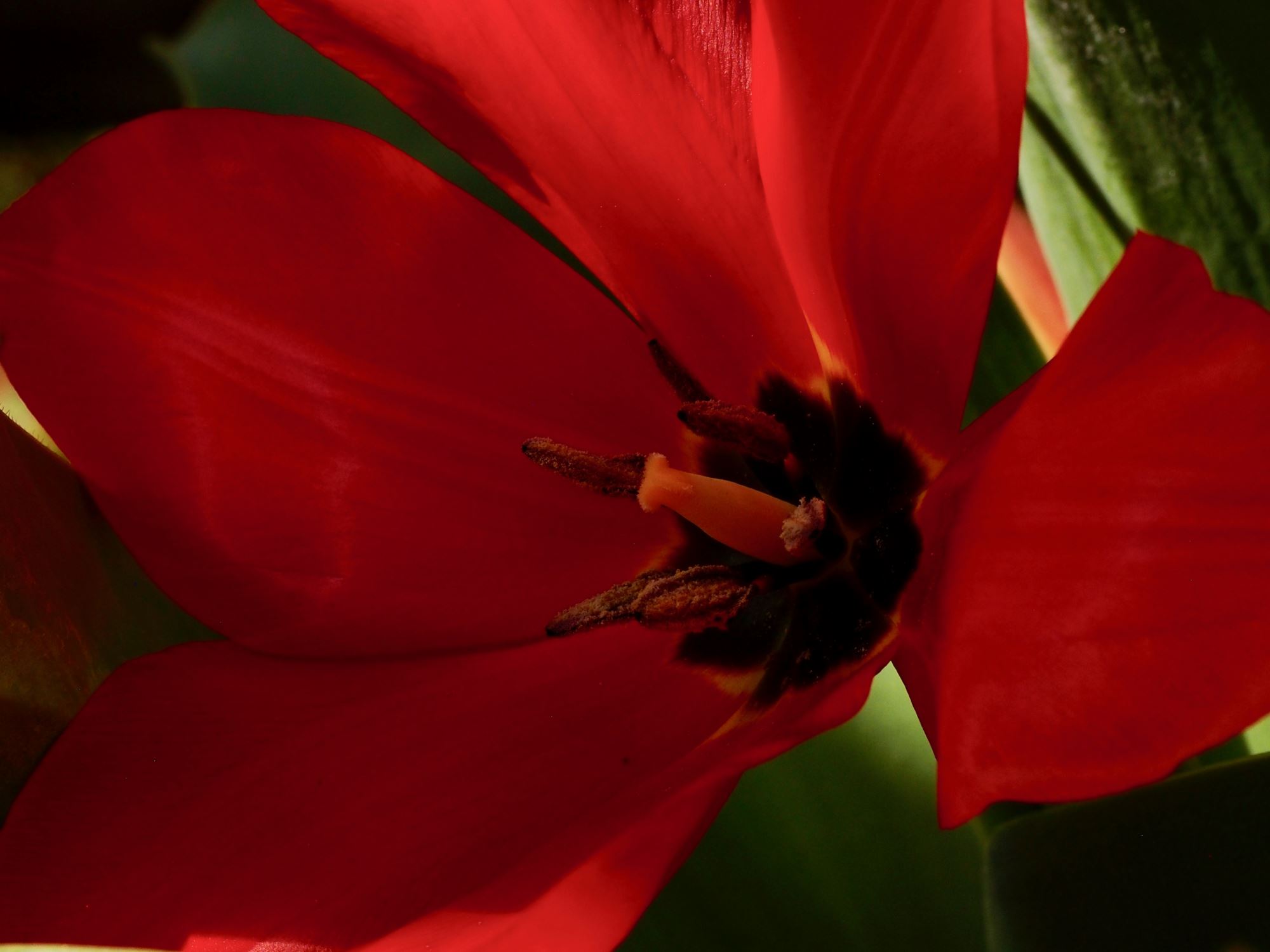Image of Tulipa fosteriana 'Princeps'