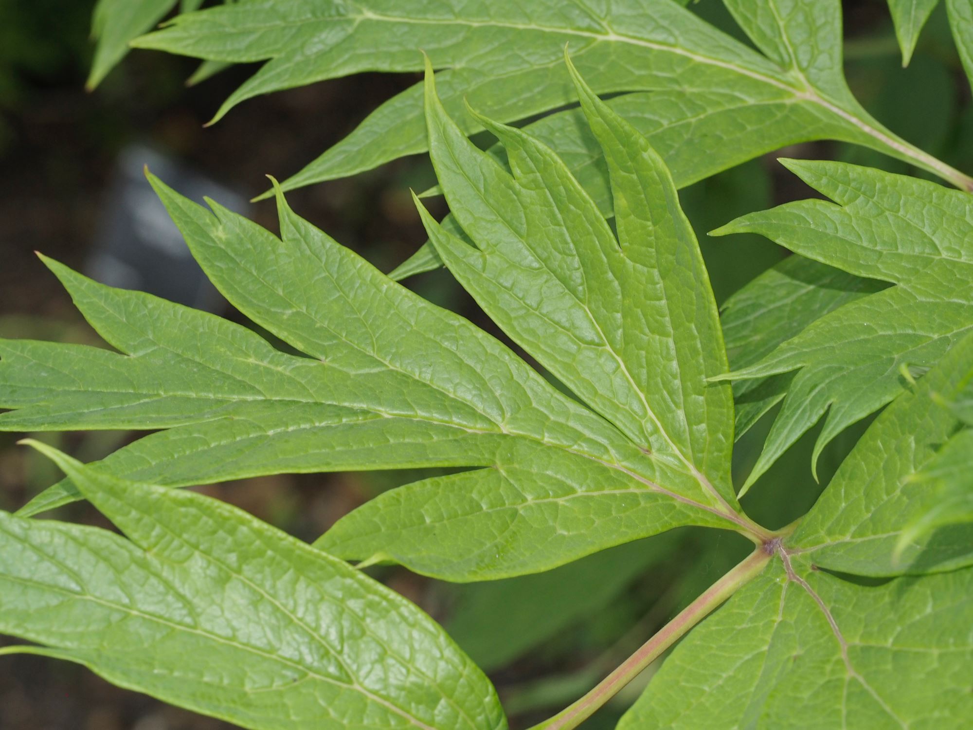Image of Paeonia ludlowii