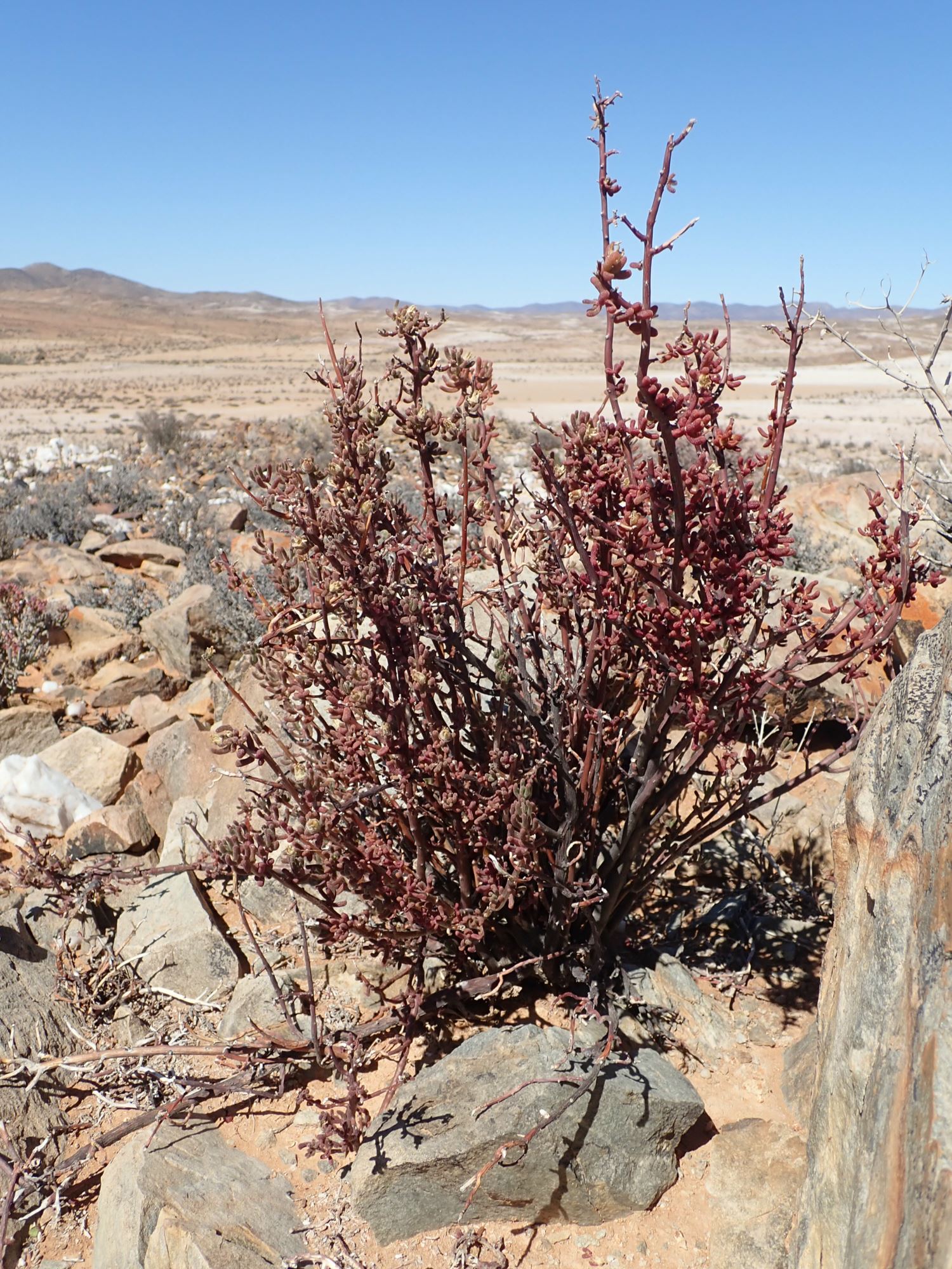 Image of Mesembryanthemum deciduum