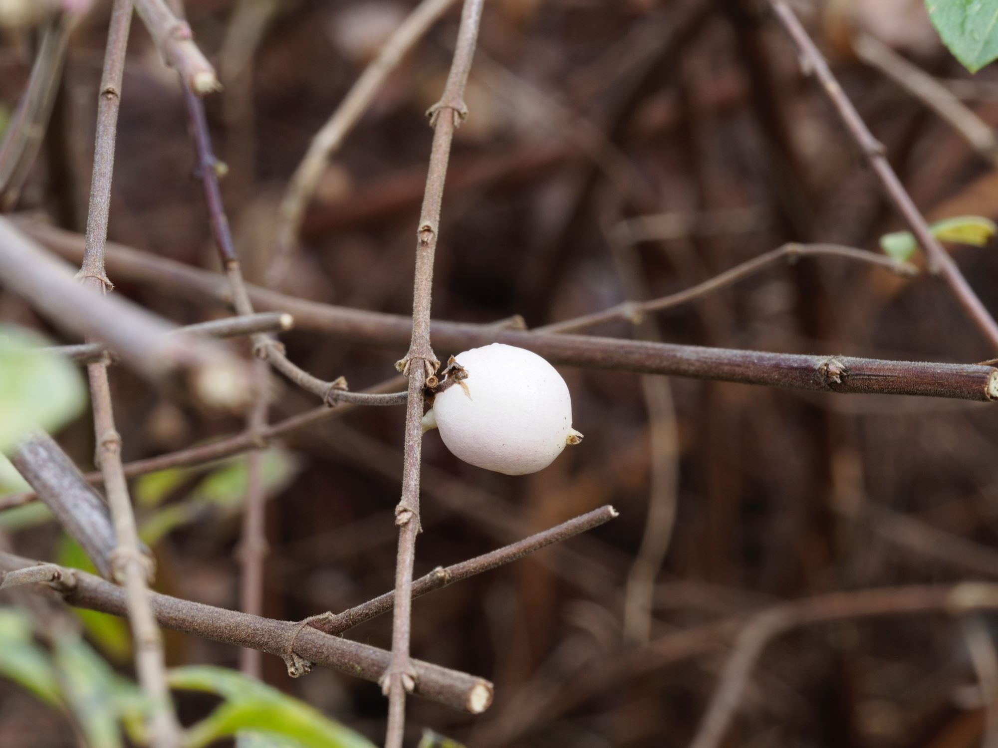 Image of Symphoricarpos Ã— chenaultii 'Hancock'