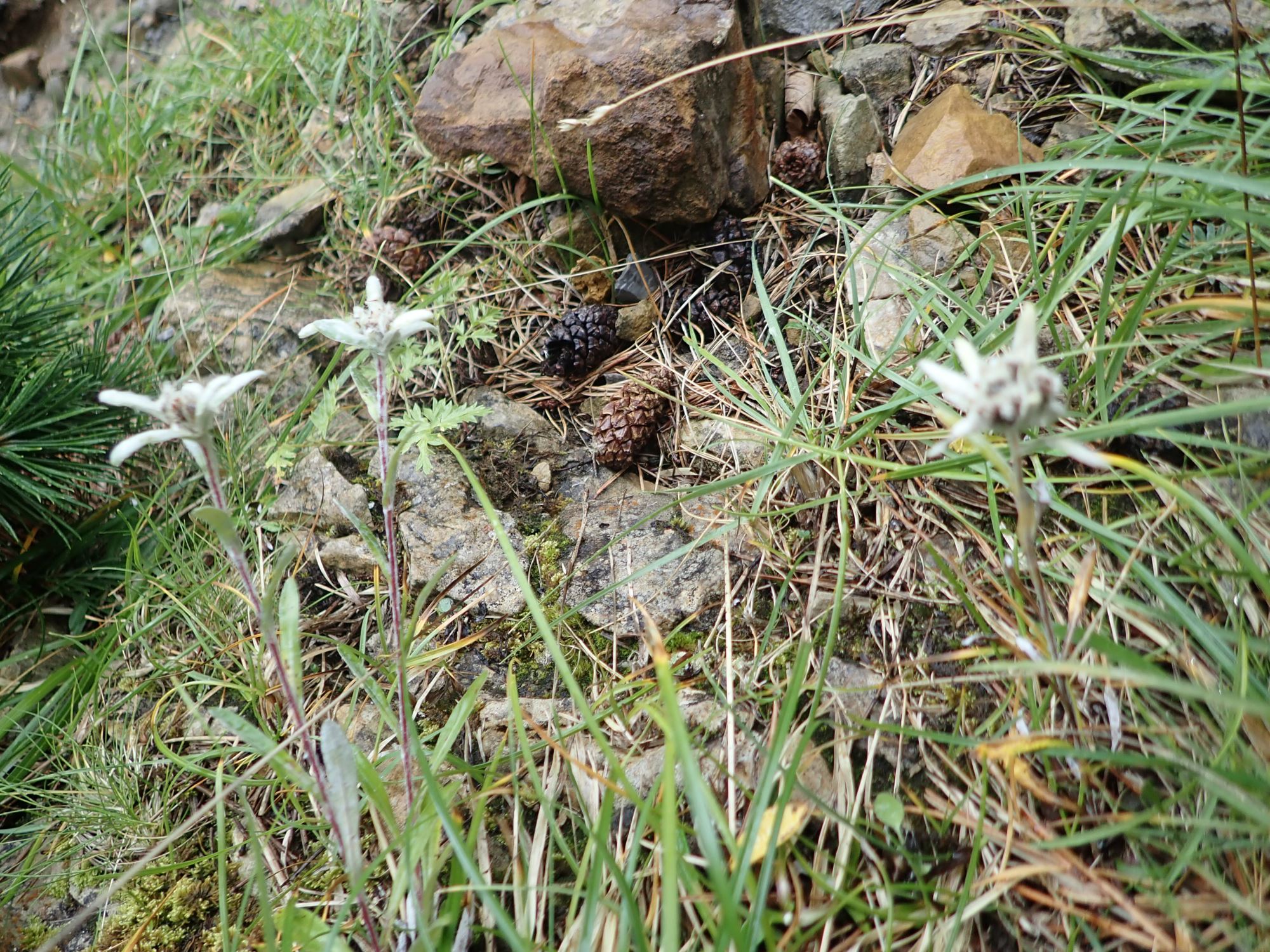 Image of Leontopodium nivale subsp. alpinum