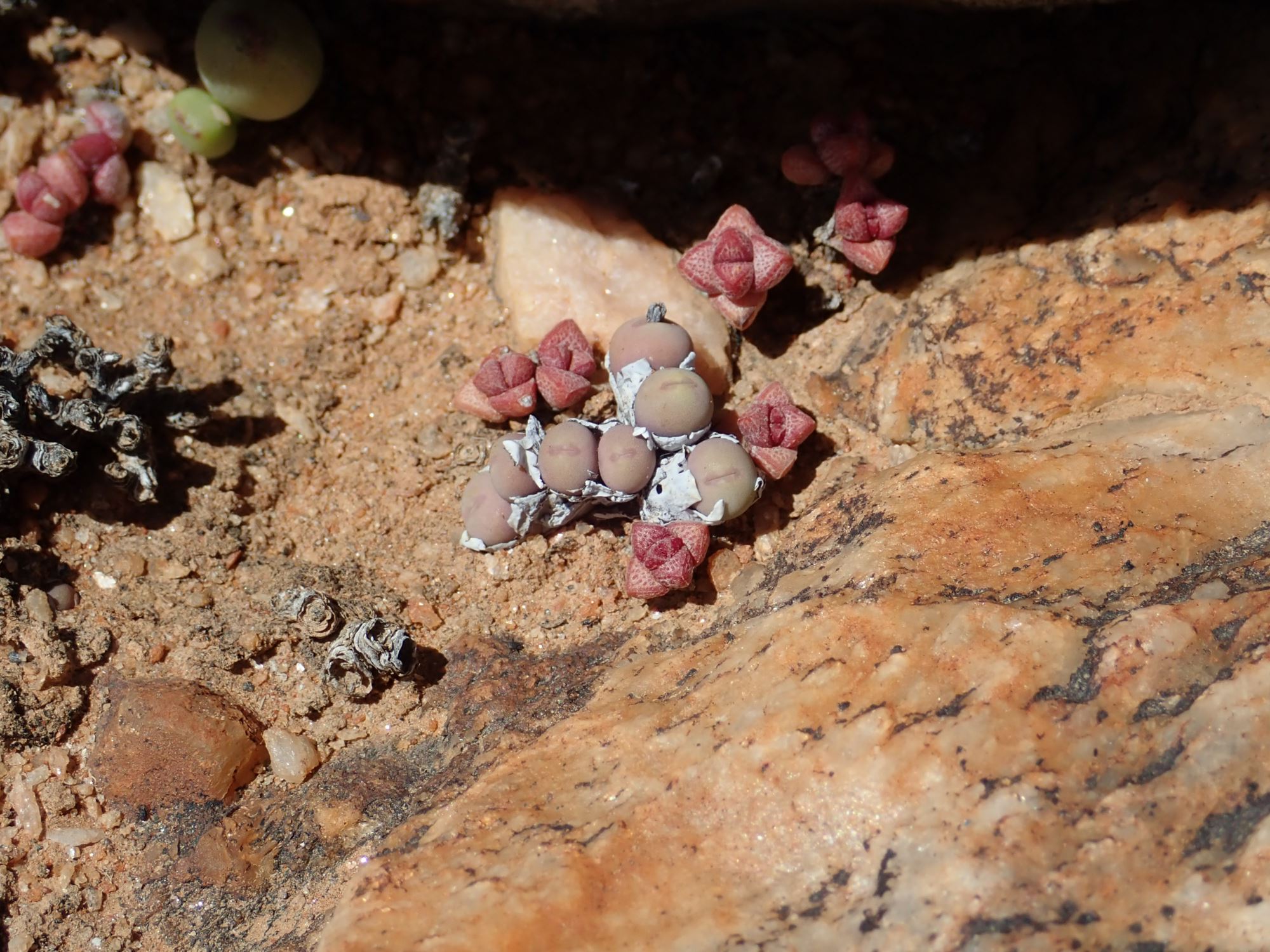 Image of Conophytum obscurum