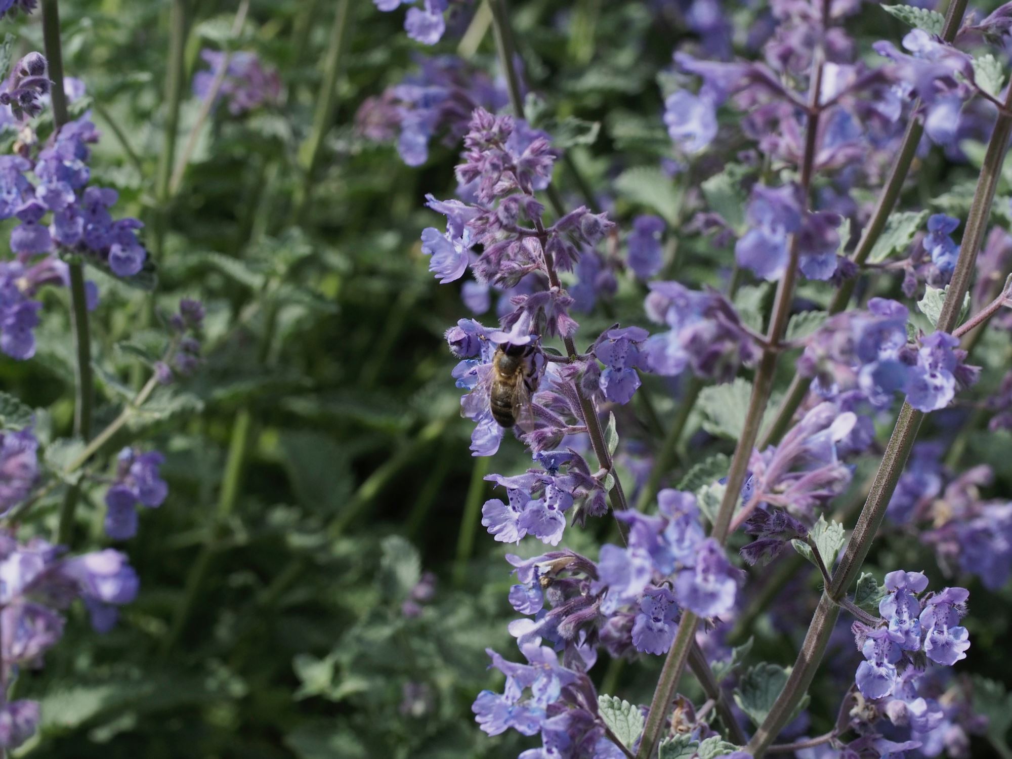 Image of Nepeta racemosa 'Walker's Low'