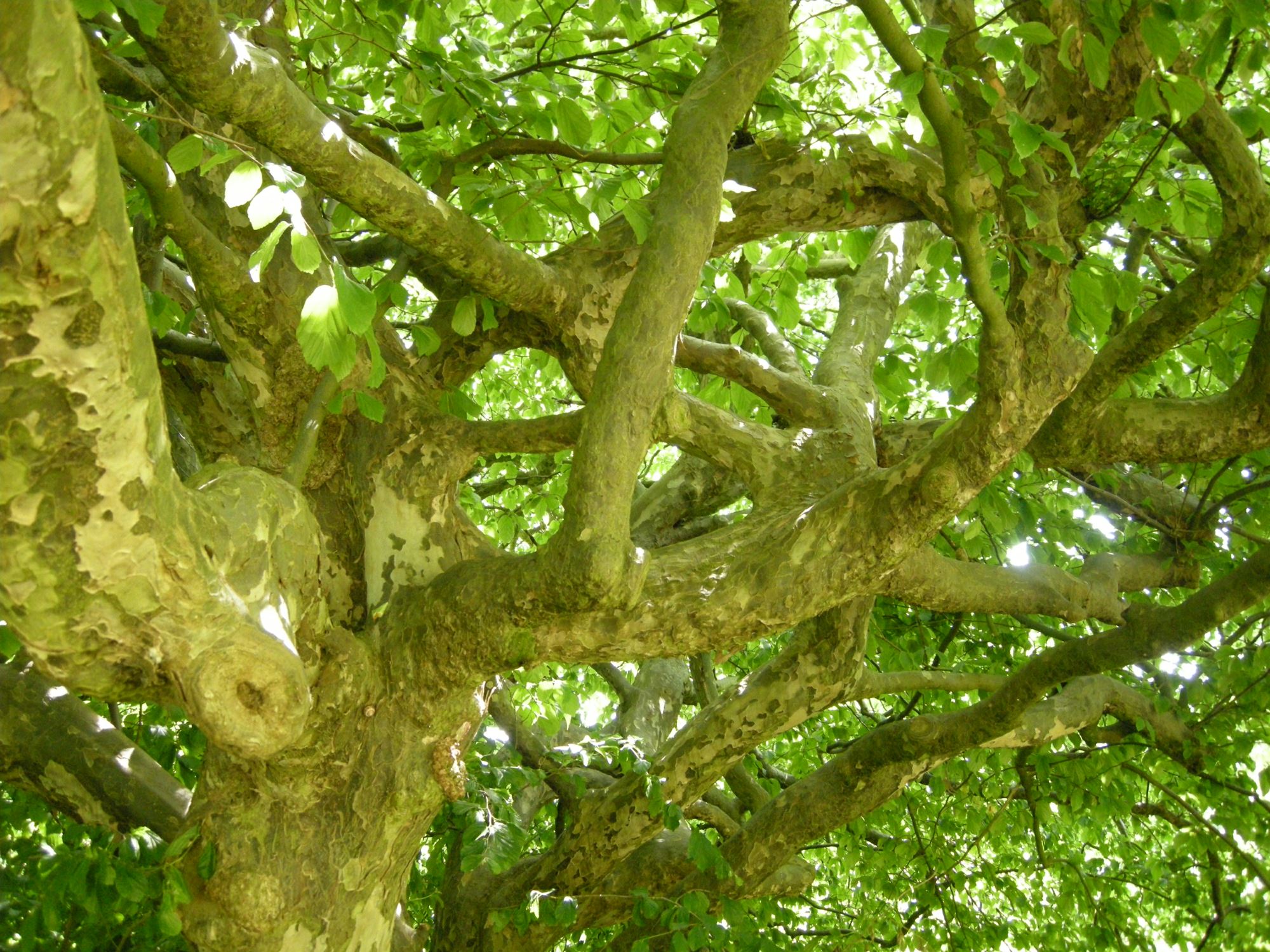 Image of Parrotia persica